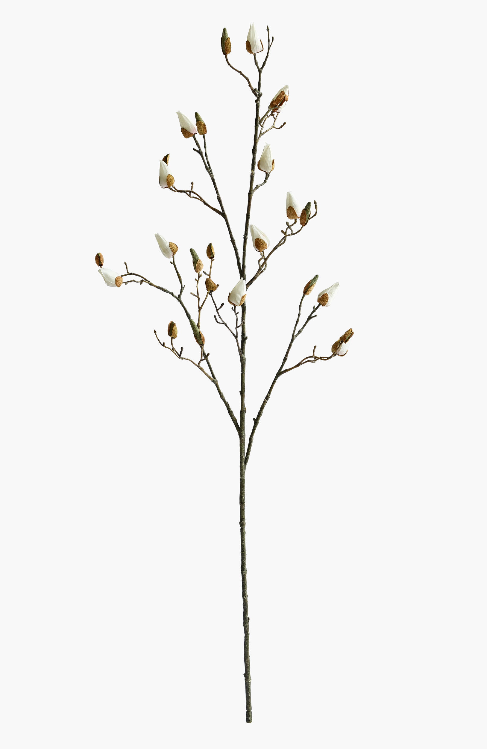 Large Branch Magnolia Buds - White