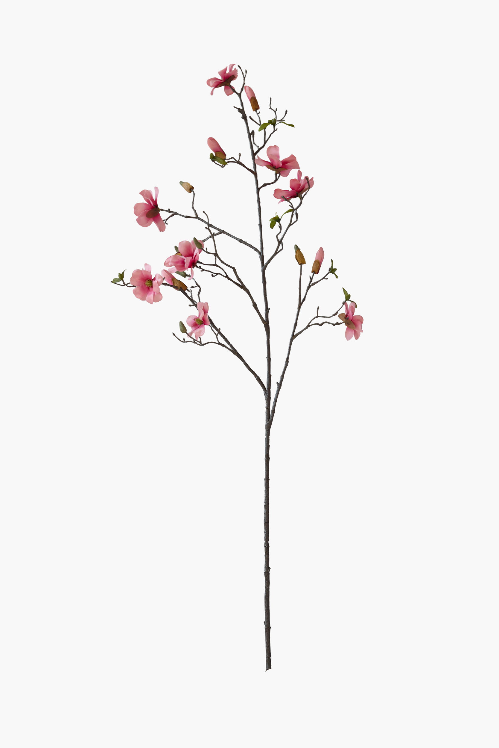Large Branch Saucer Magnolia - Coral Pink