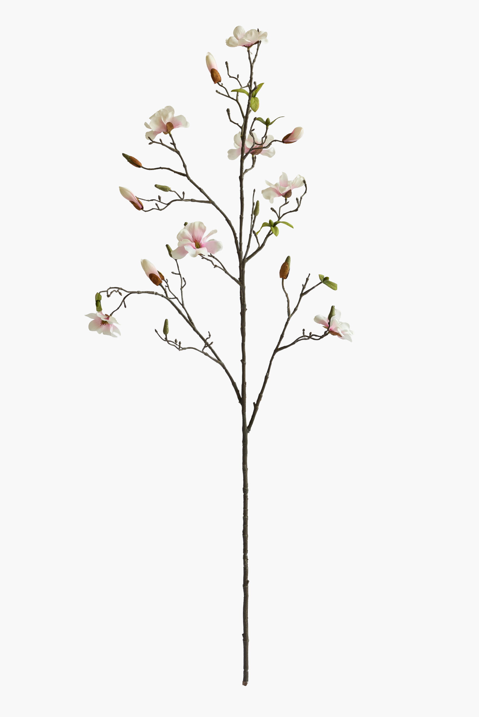 Large Branch Saucer Magnolia - Light Pink