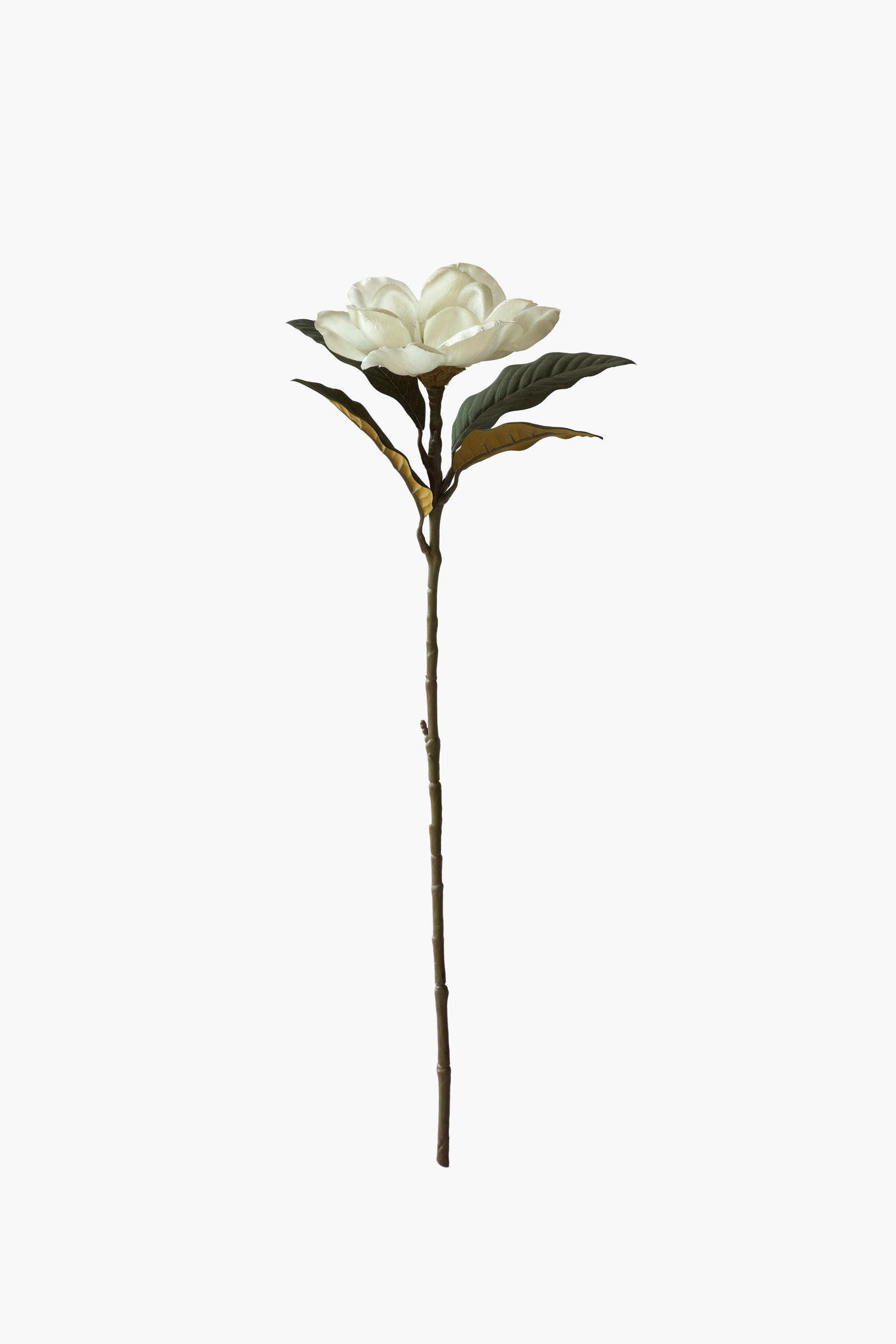 Medium Branch Southern Magnolia - Cream