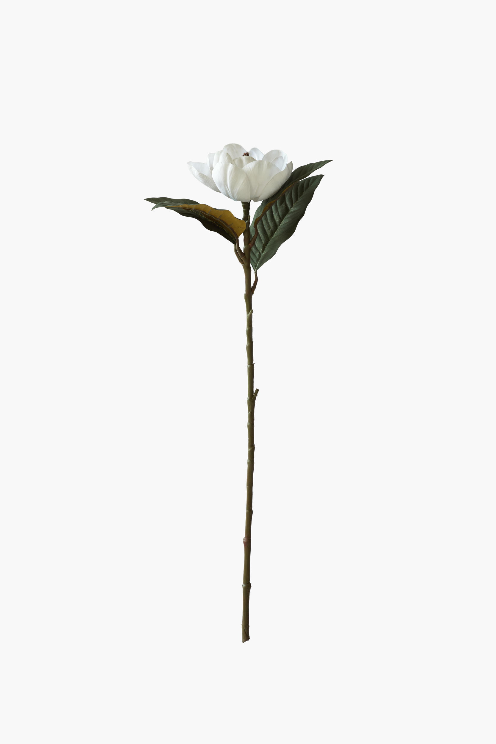 Medium Branch Southern Magnolia - White