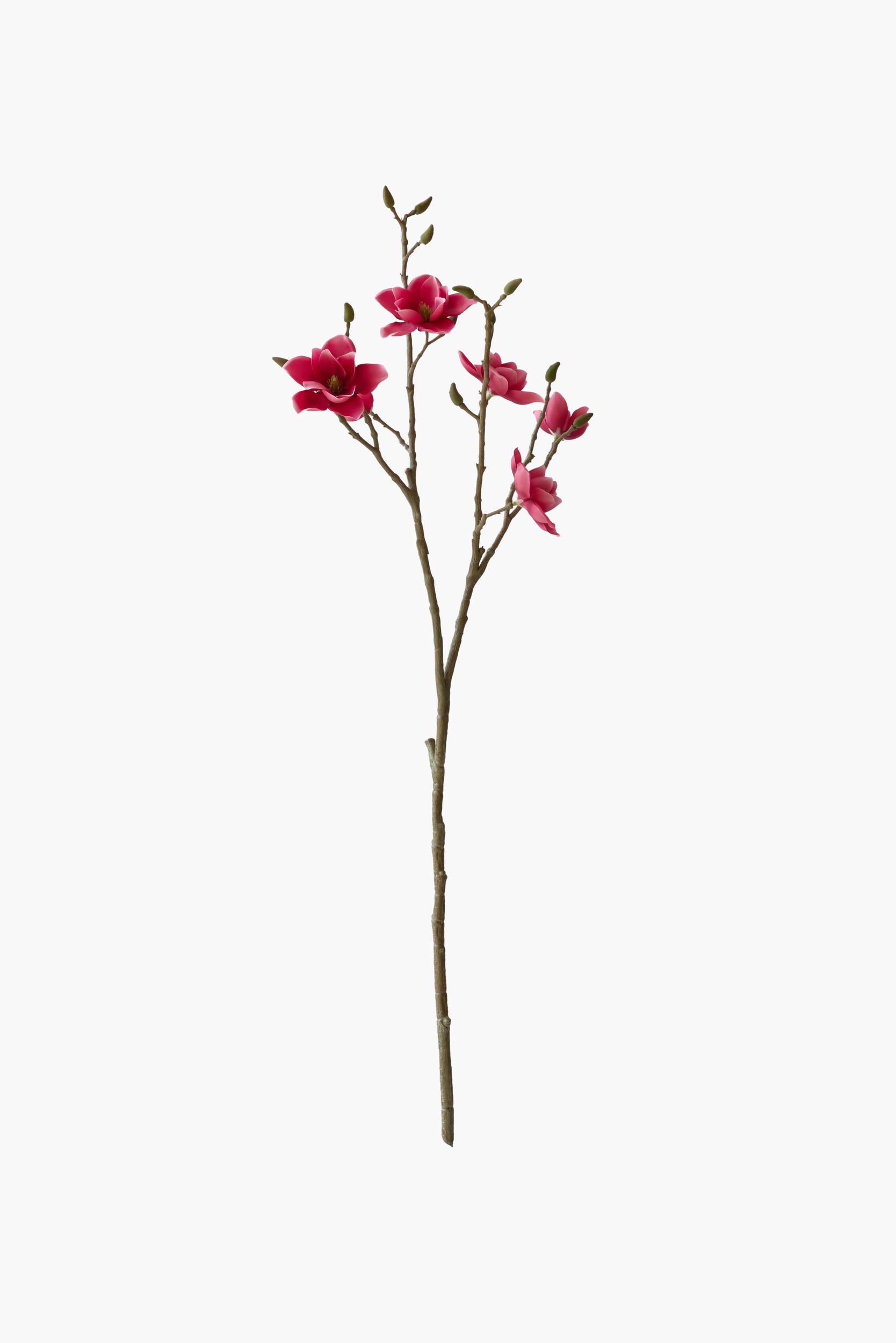 Medium Branch Southern Magnolia - Red