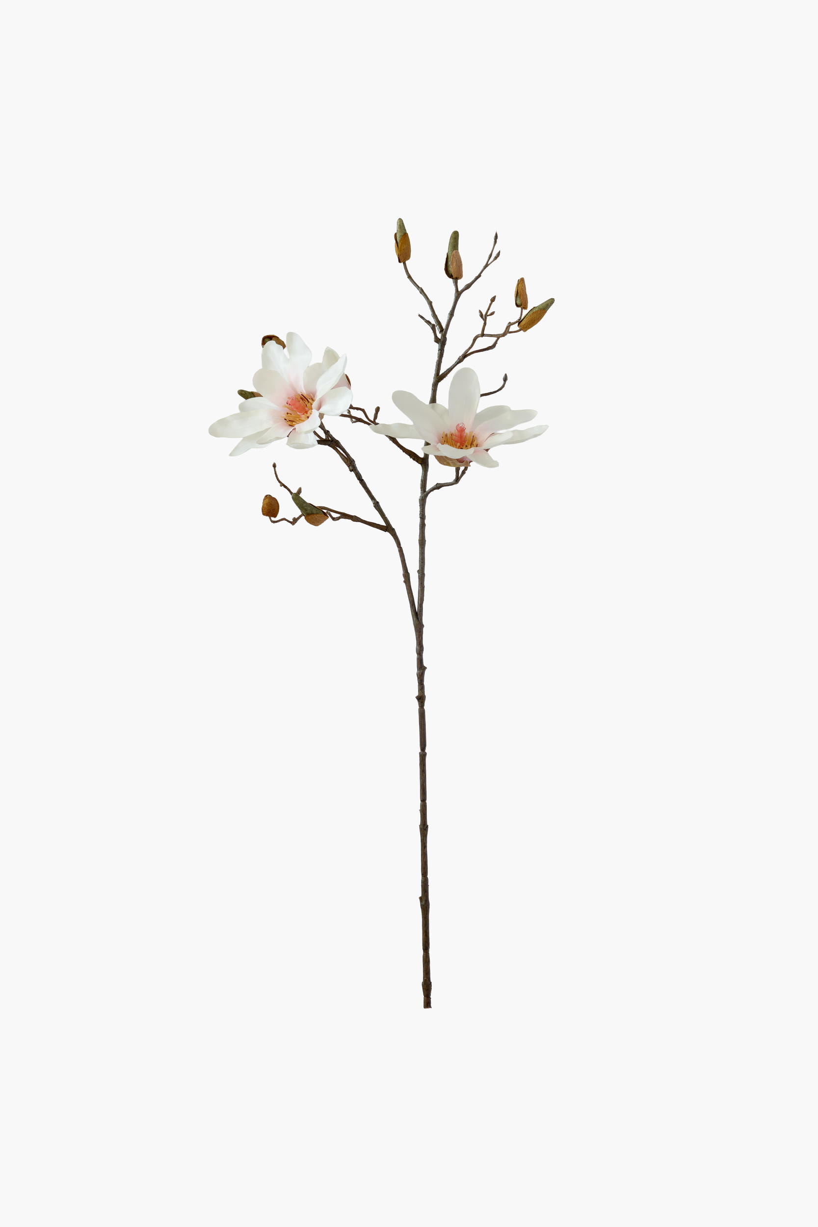 Medium Branch Star Magnolia - Light Pink