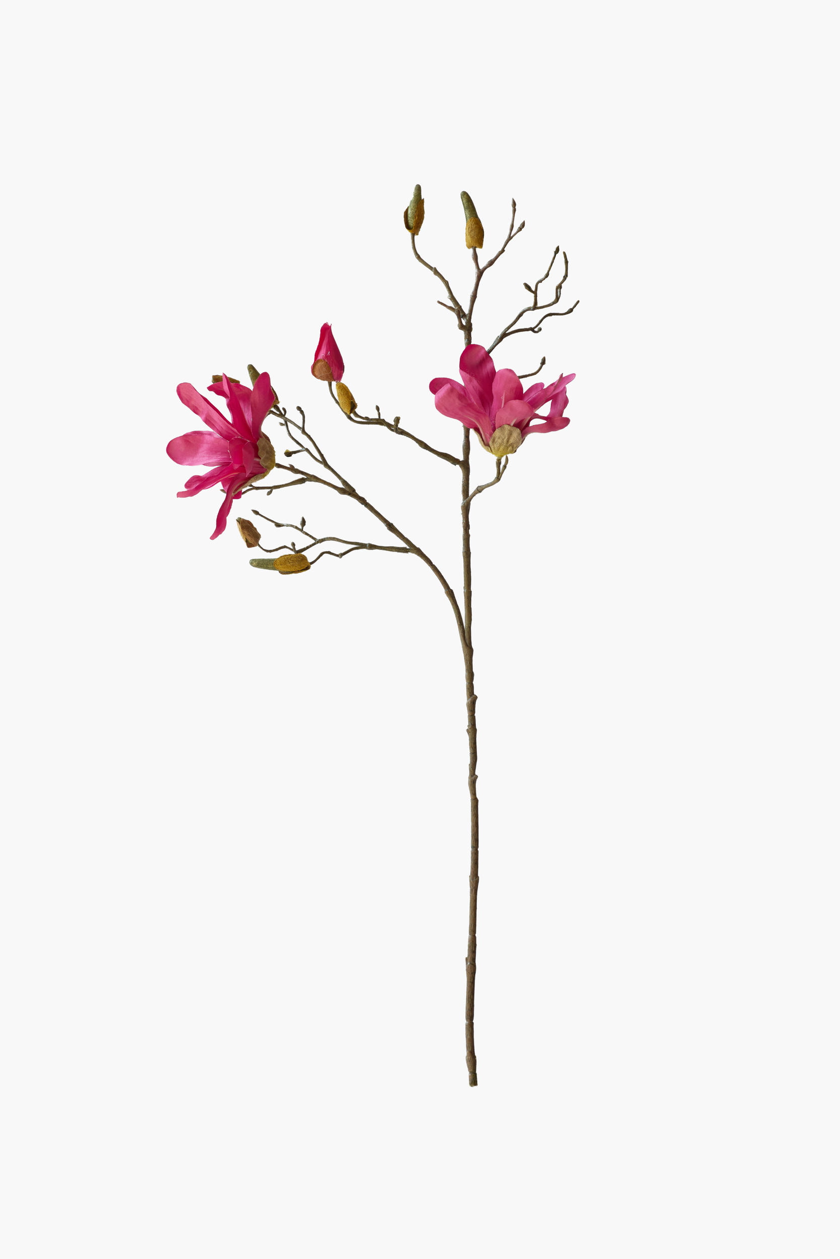 Medium Branch Star Magnolia - Red