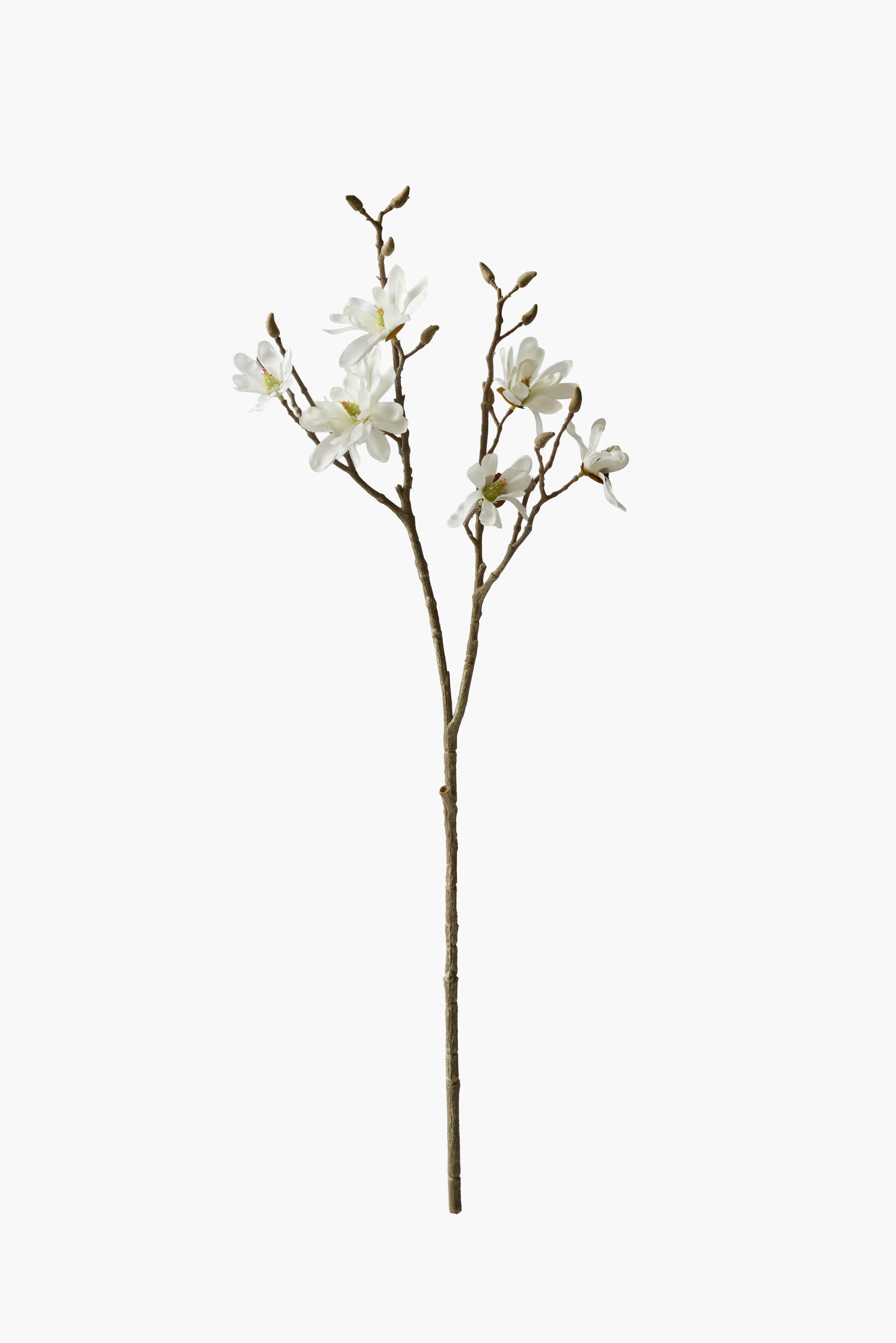 Medium Branch Star Magnolia - White