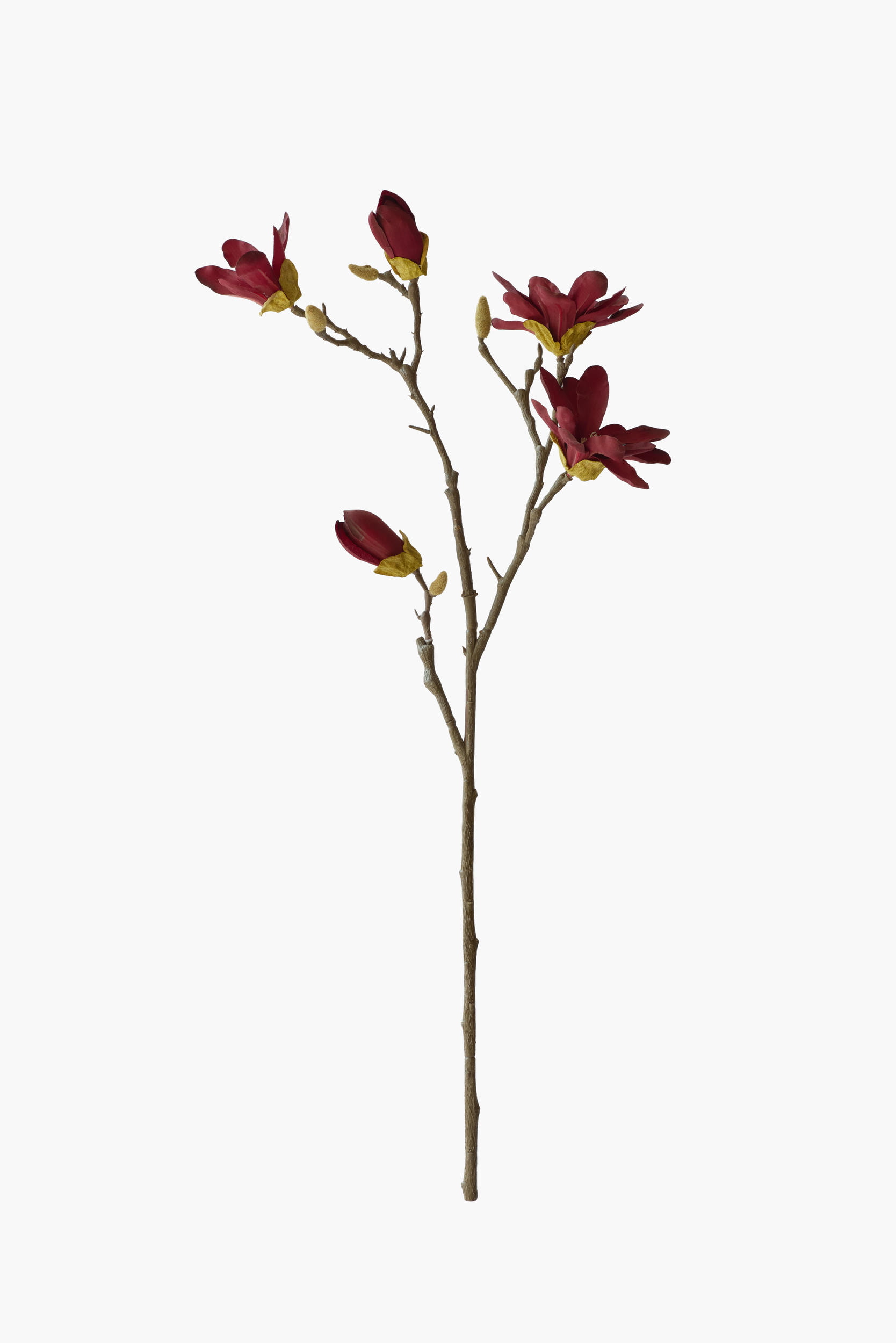 Medium Branch Star Magnolia - Dark Red (Thorned Branch)