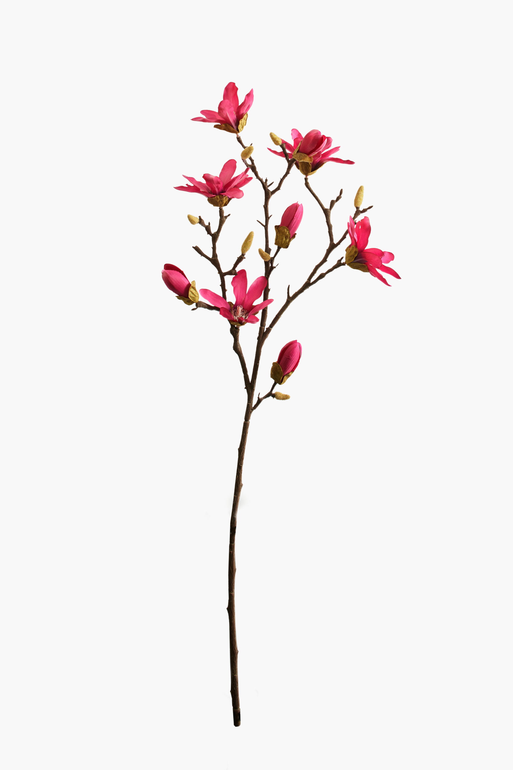 Large Branch Star Magnolia - Red (Thorned Branch)