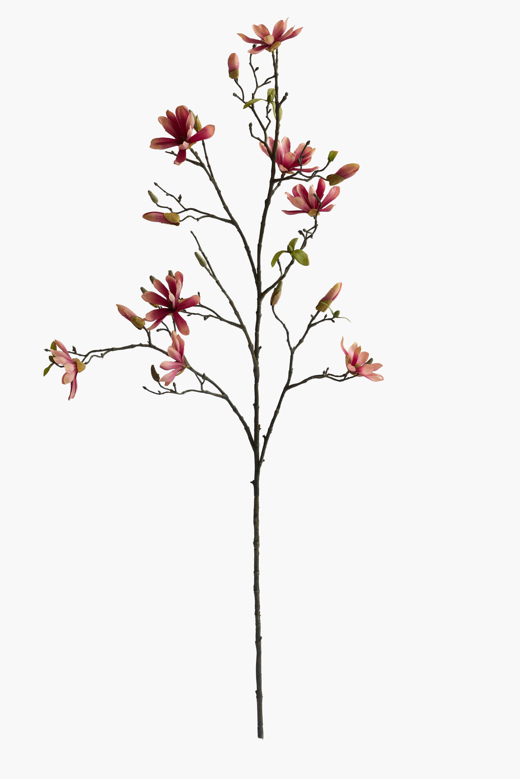 Large Branch Star Magnolia - FuchiaPink