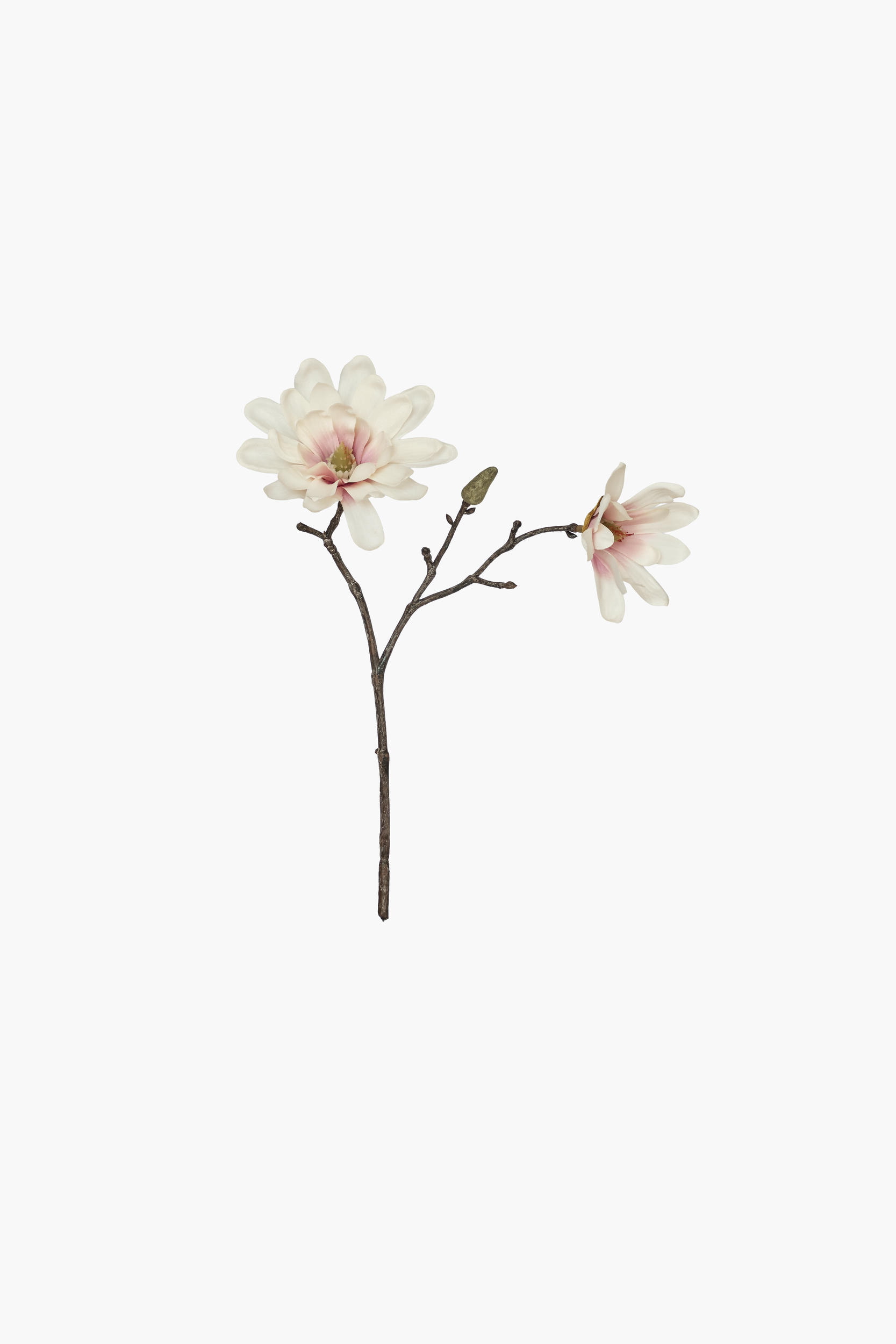 Short Branch Star Magnolia - Light Pink