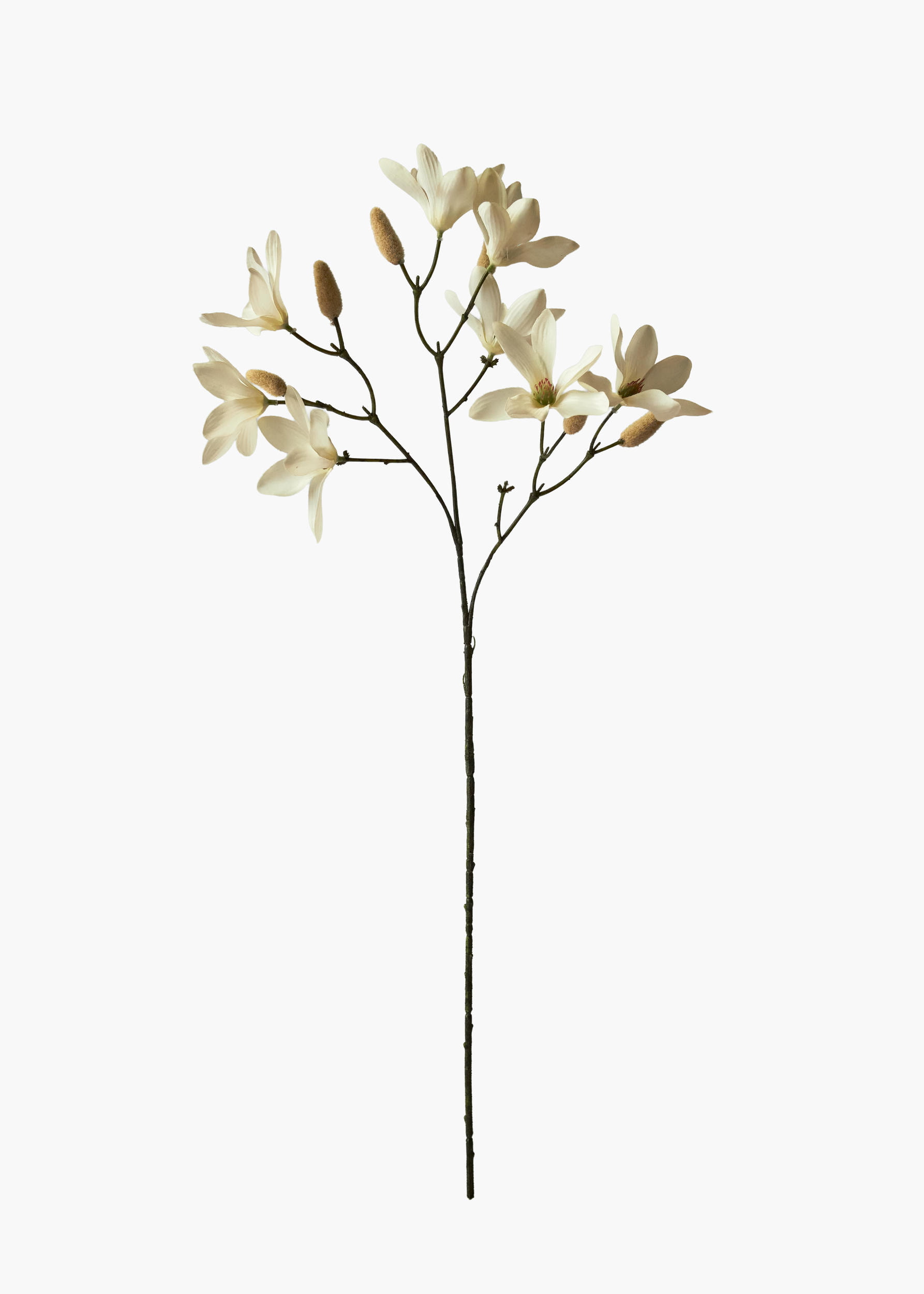 Medium Branch Star Magnolia - Cream