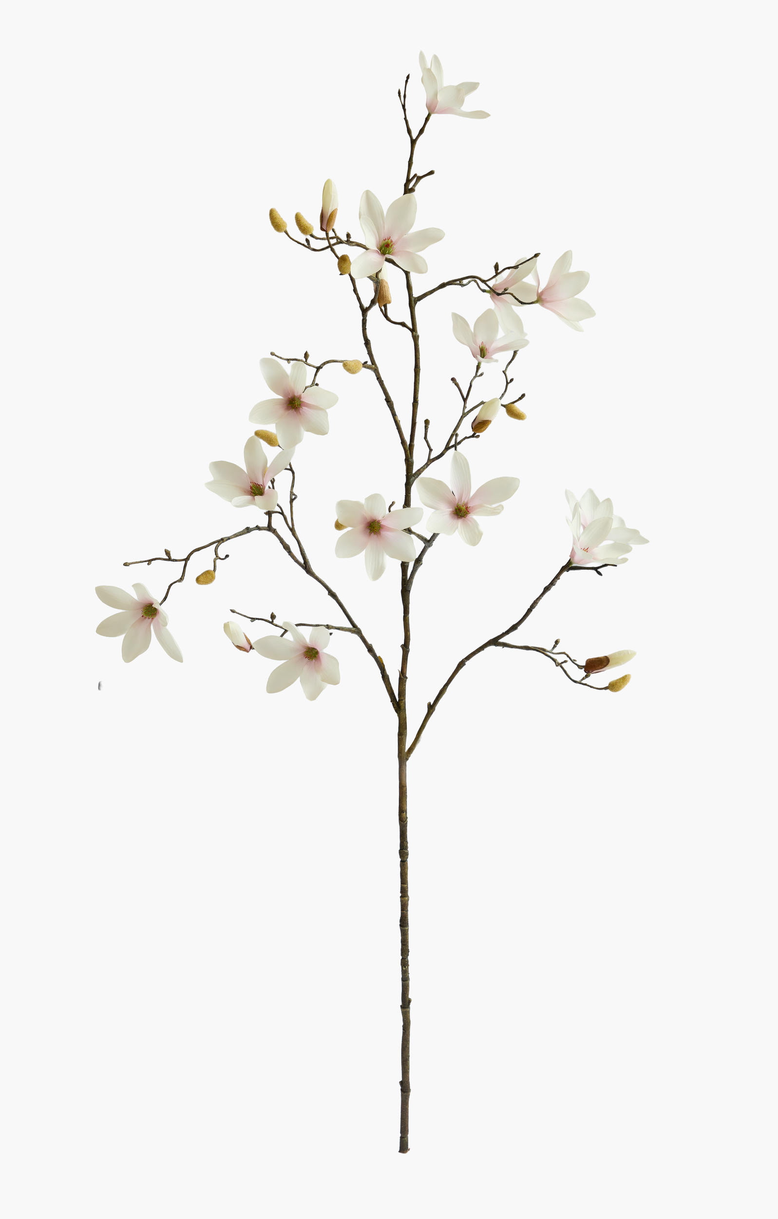 Large Branch Star Magnolia - Light Pink
