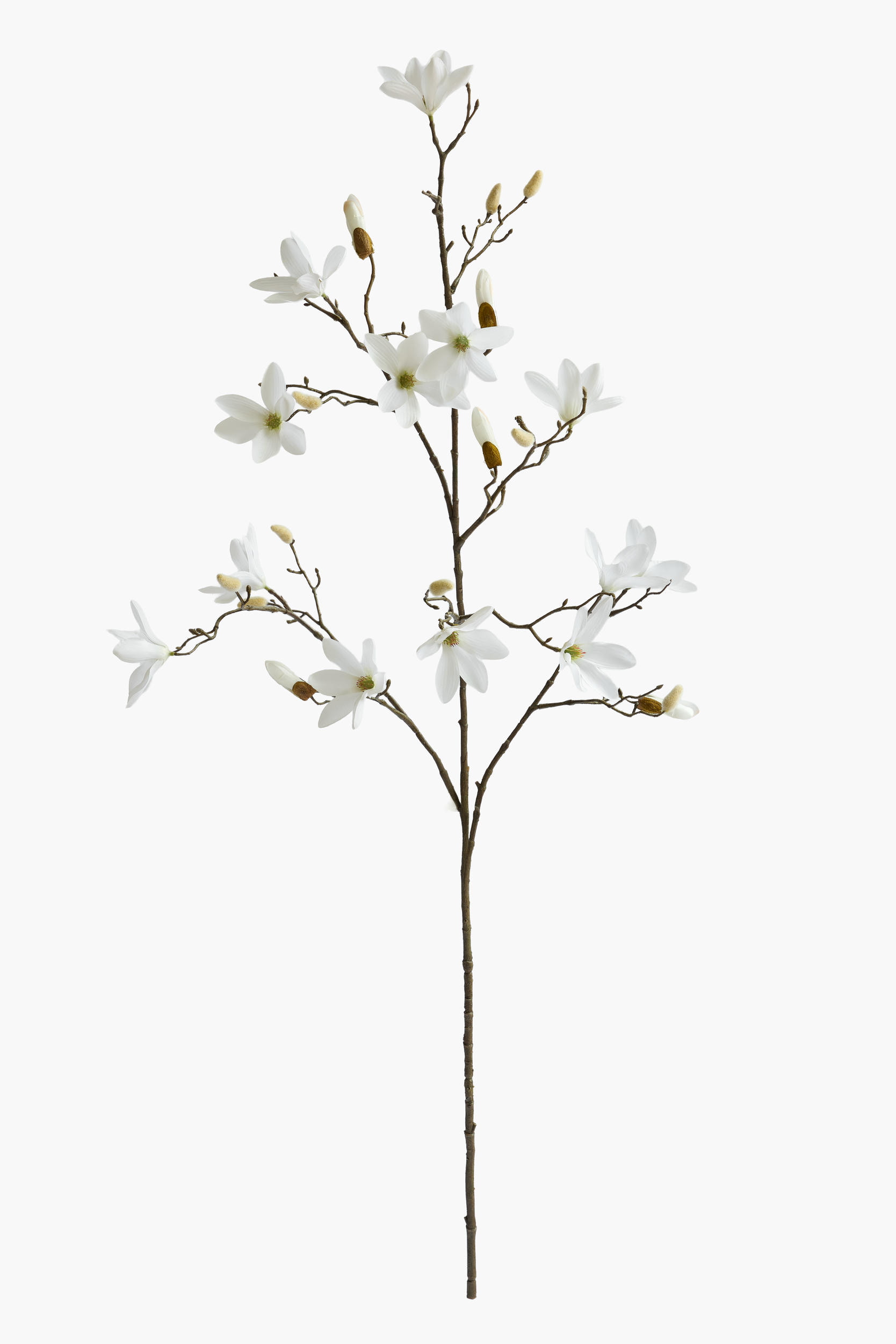 Large Branch Star Magnolia - White