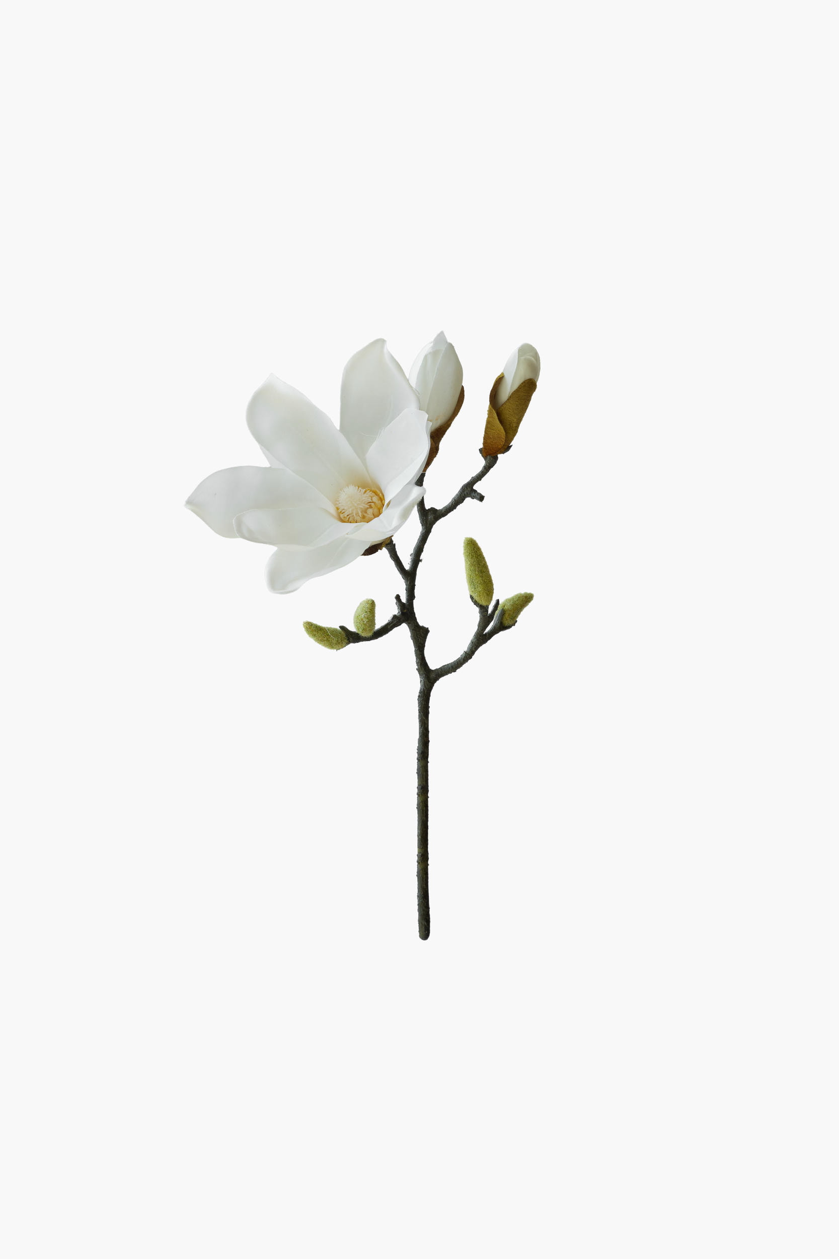 Short Branch Yulan Magnolia - White