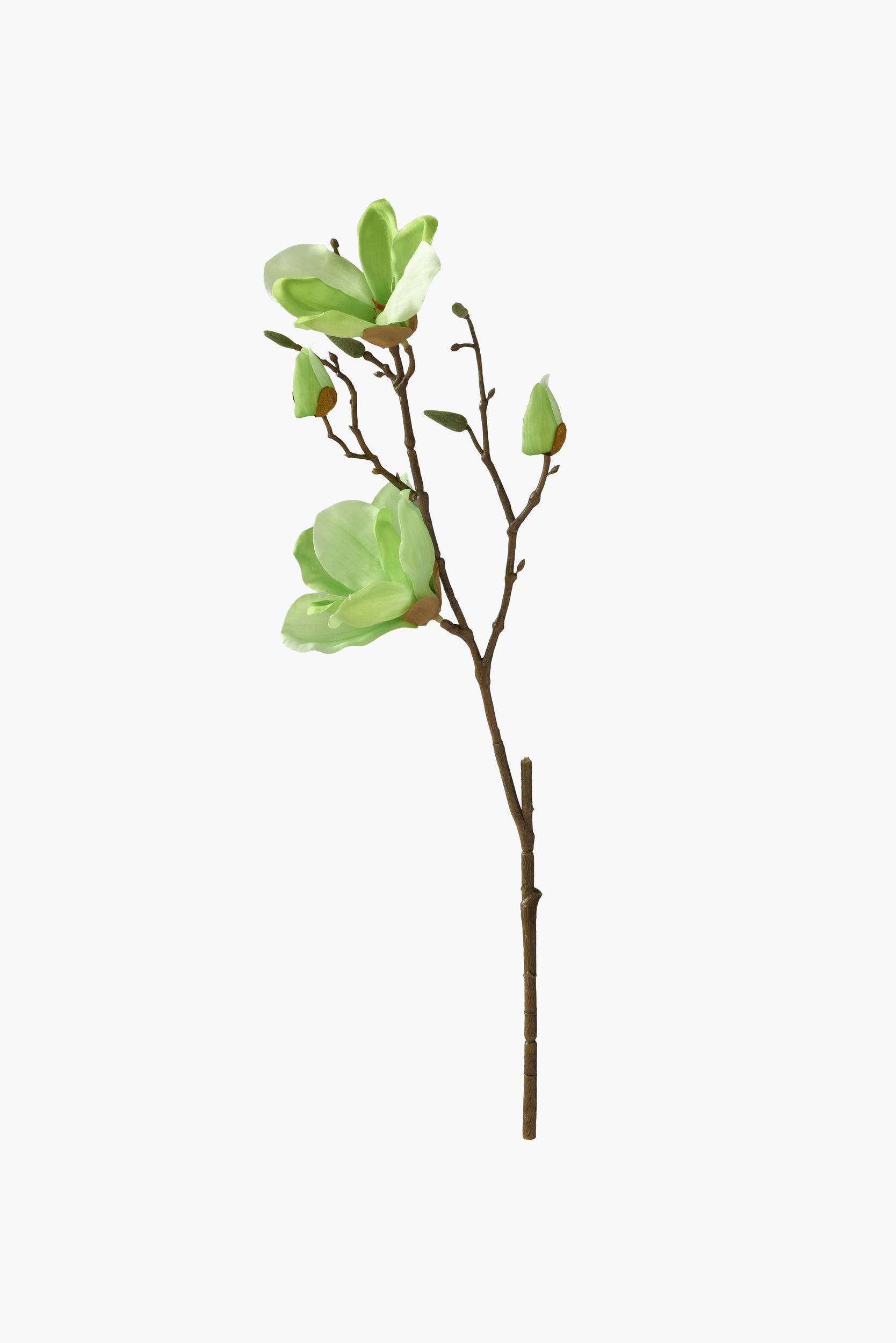 Short Branch Yulan Magnolia - Green