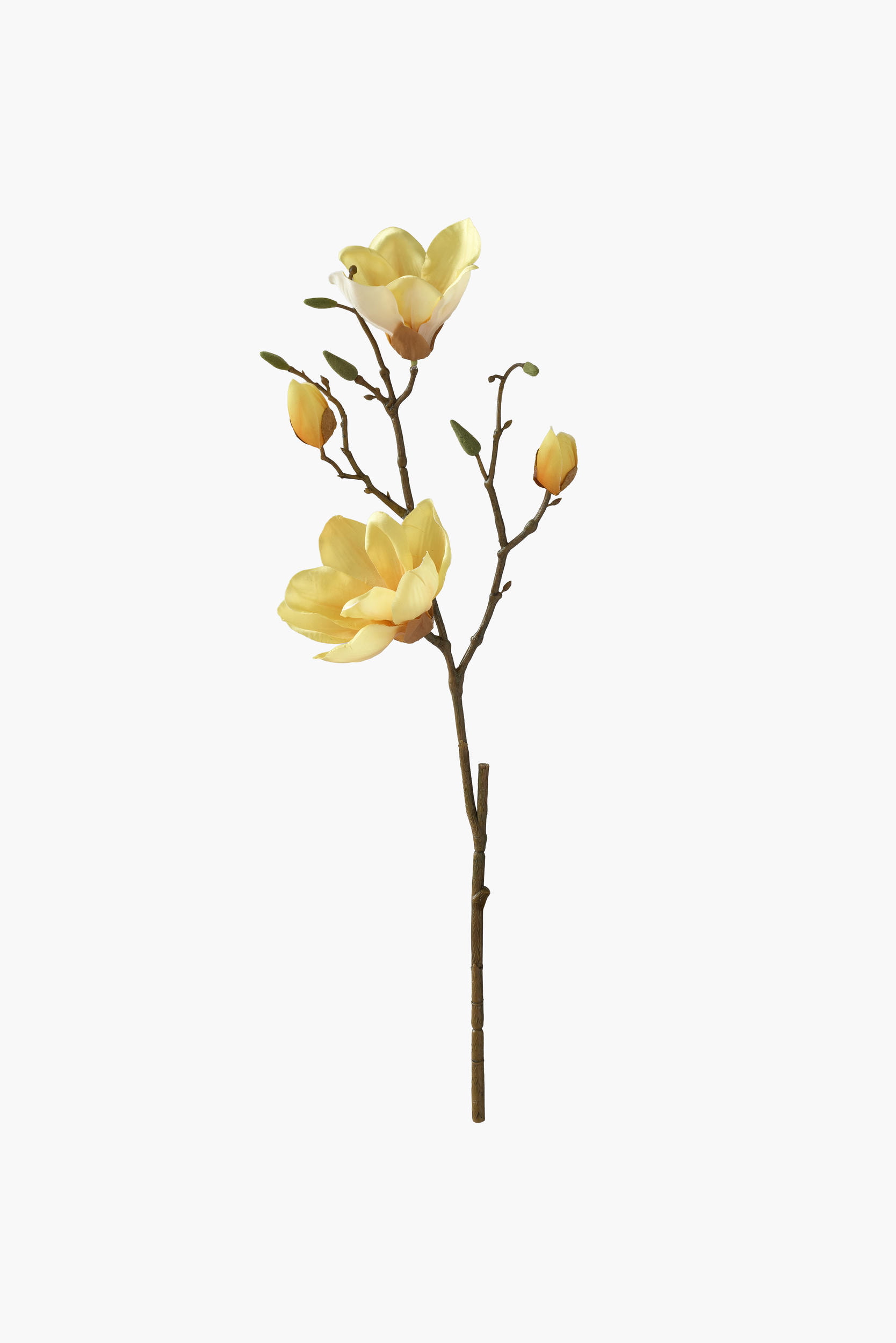 Short Branch Yulan Magnolia - Yellow