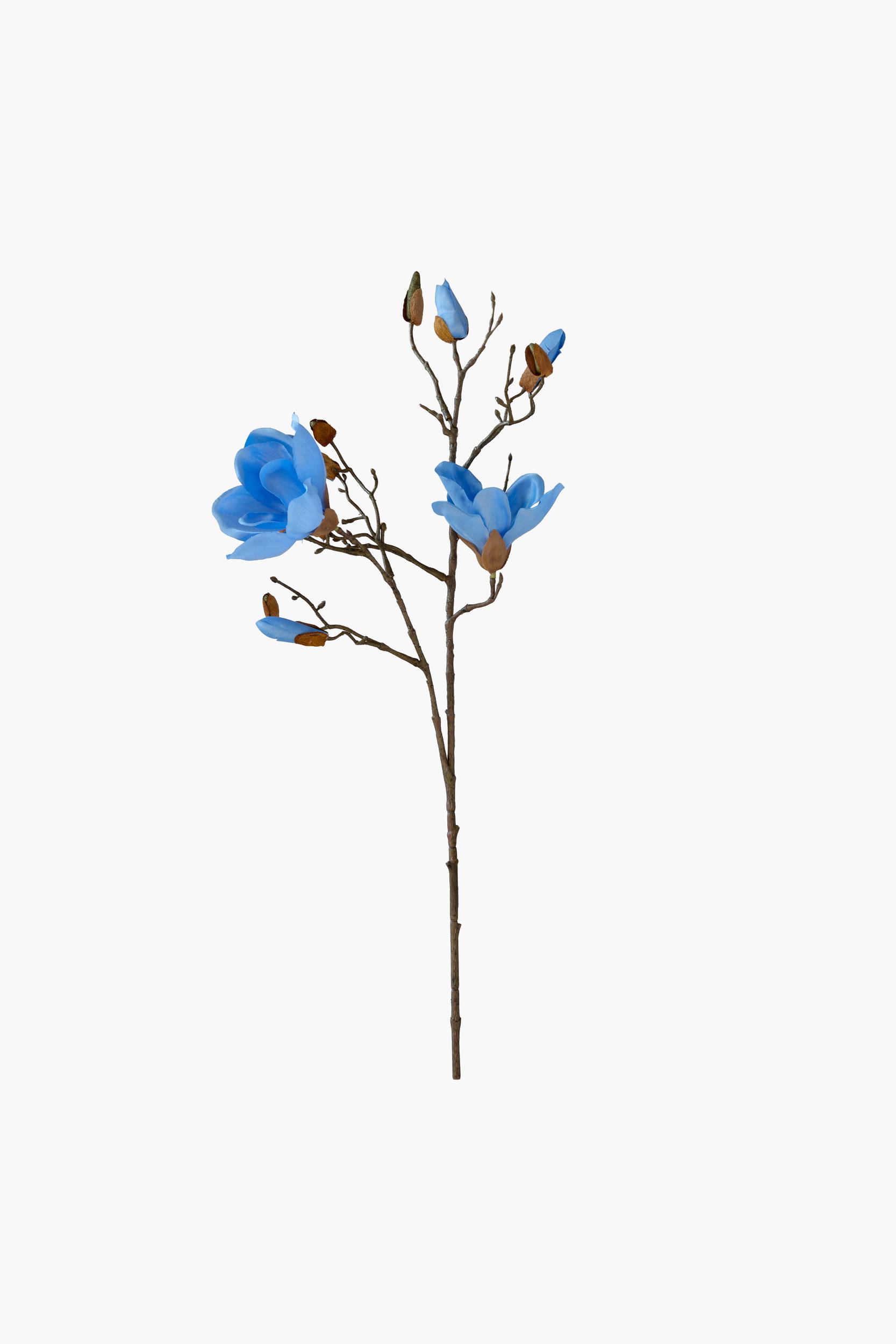 Short Branch Yulan Magnolia - Blue