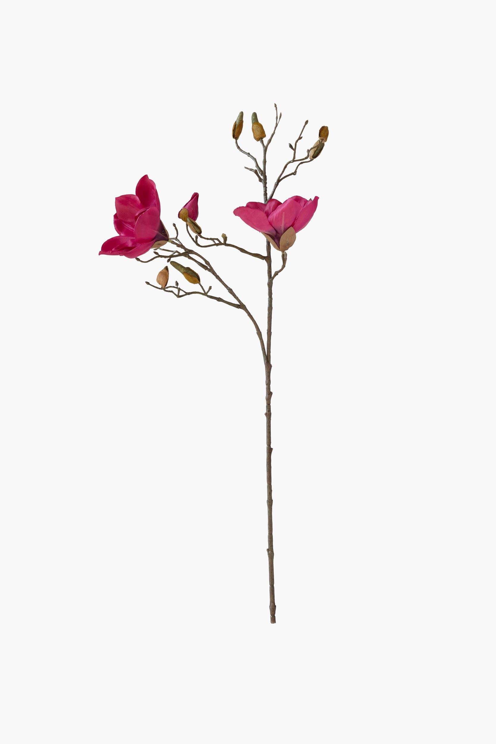 Short Branch Yulan Magnolia - Dark Red