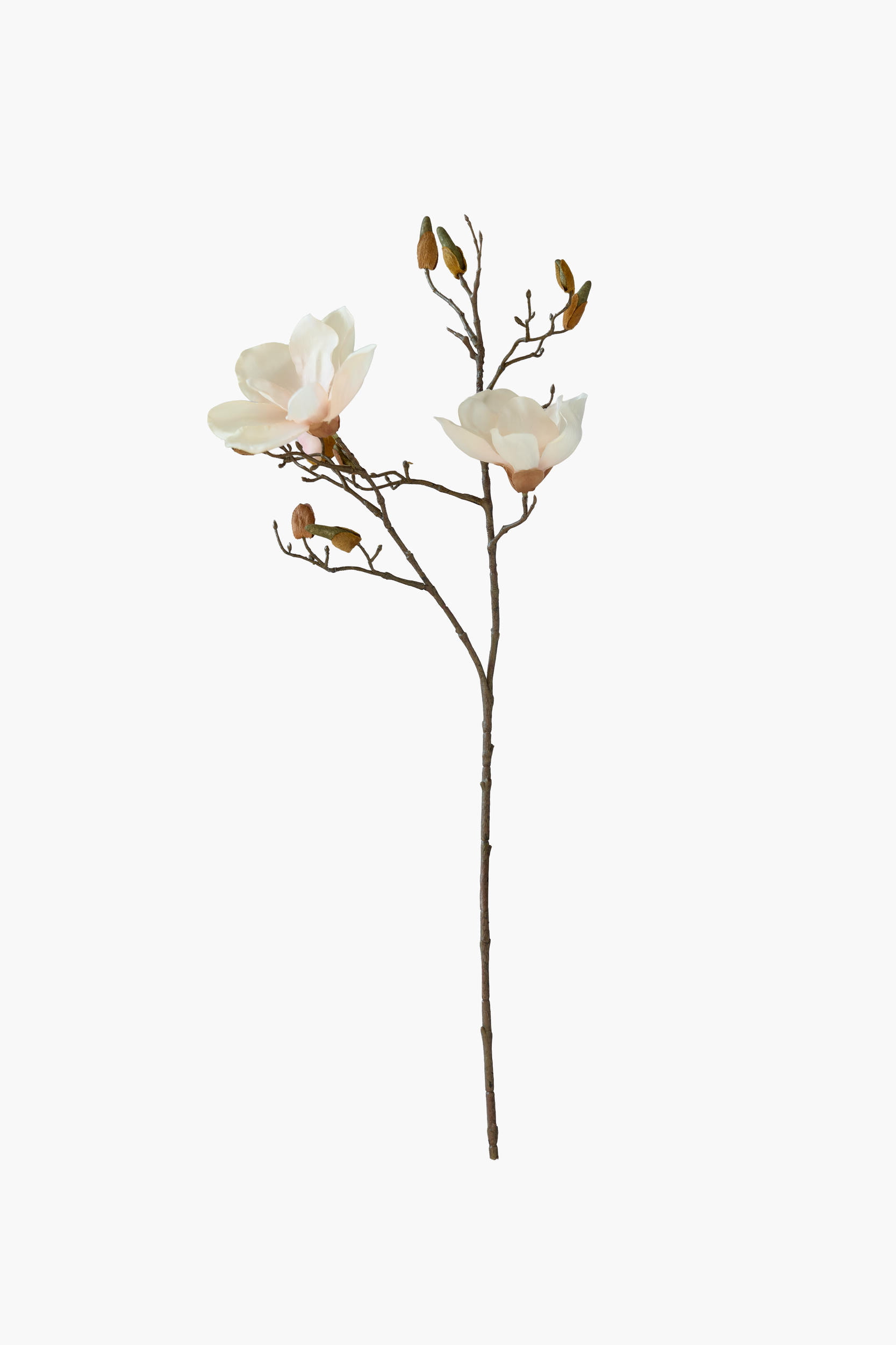 Short Branch Yulan Magnolia - Peach Pink