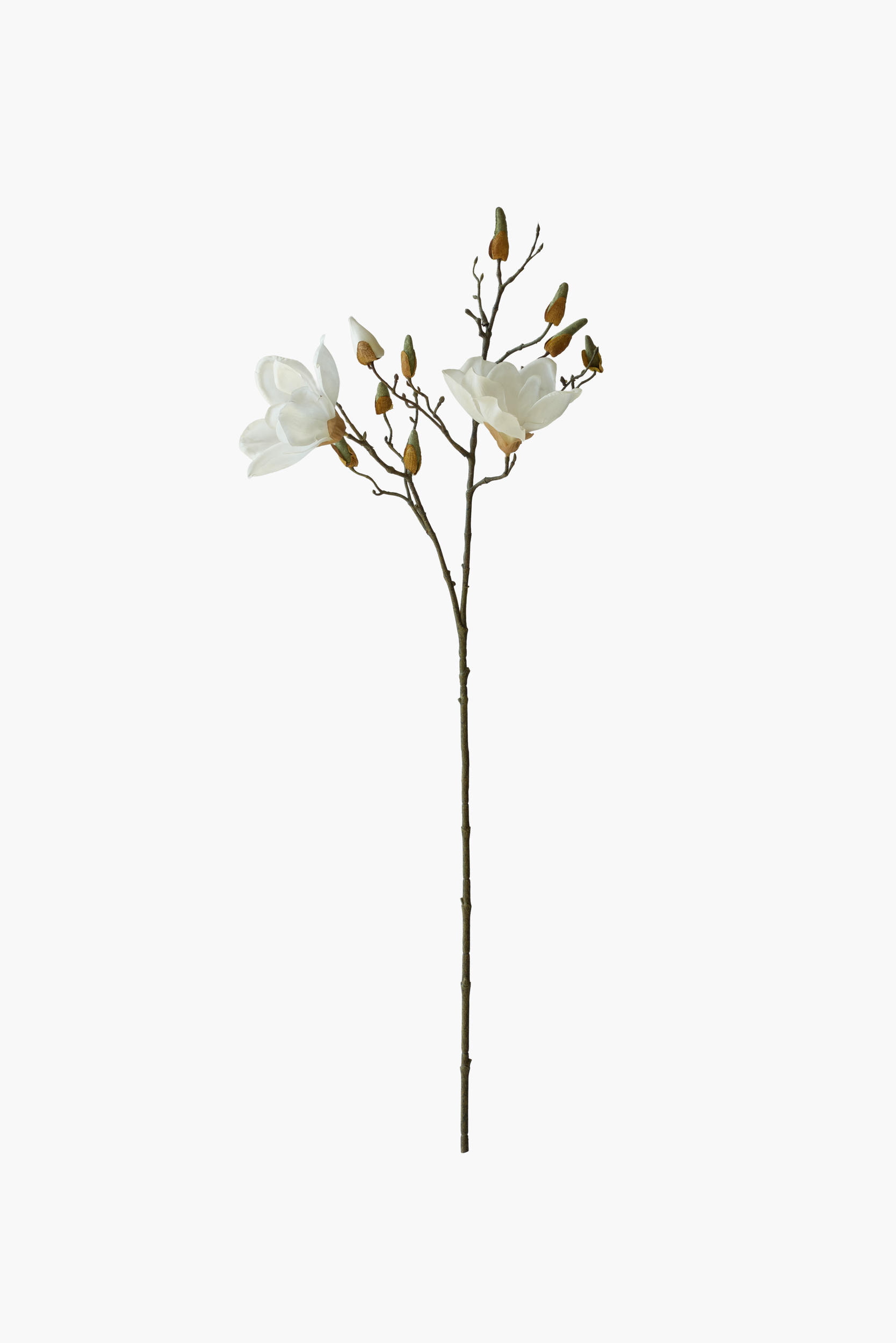 Short Branch Yulan Magnolia - White