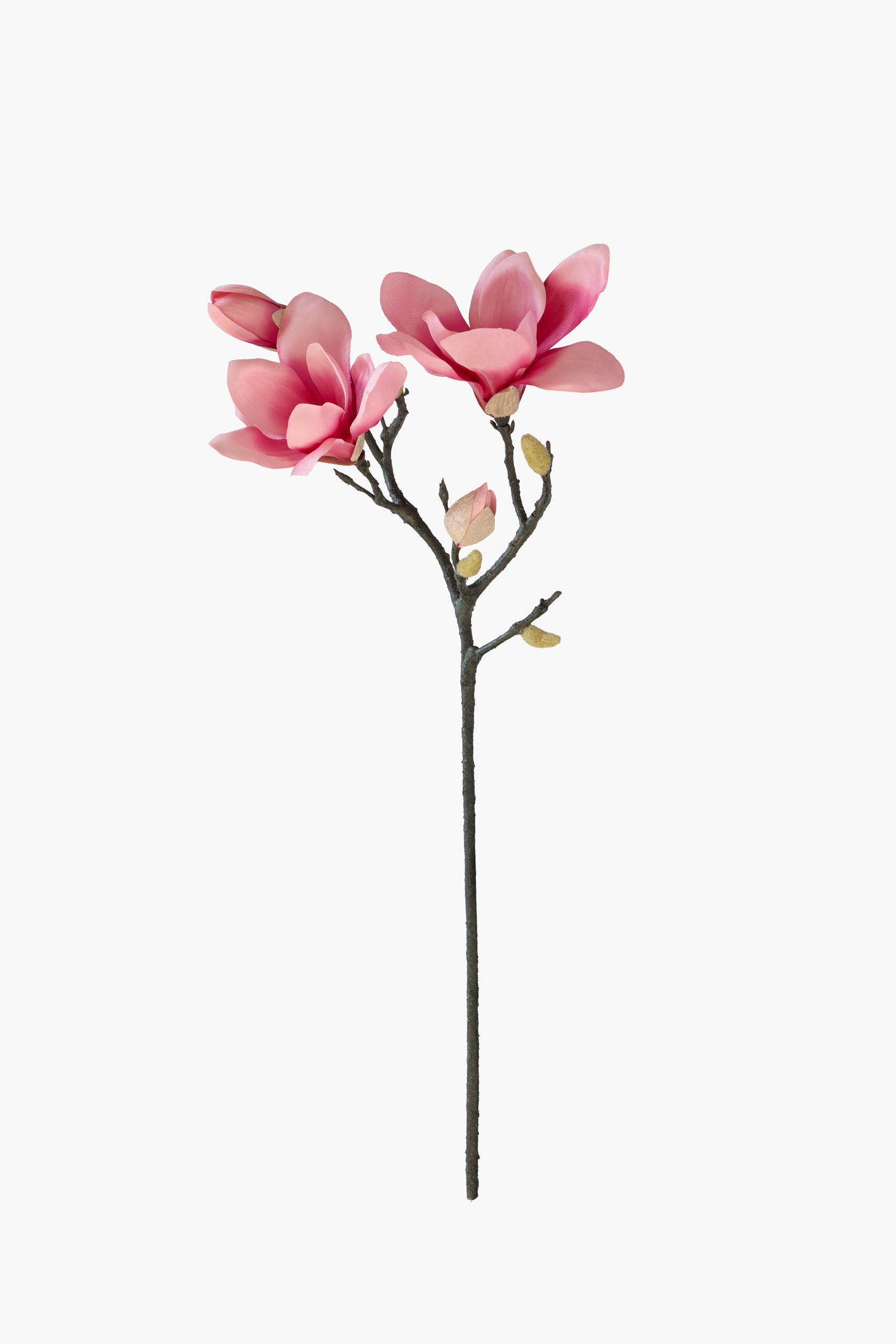 Short Branch Yulan Magnolia - FuchiaPink (Tube Stem)