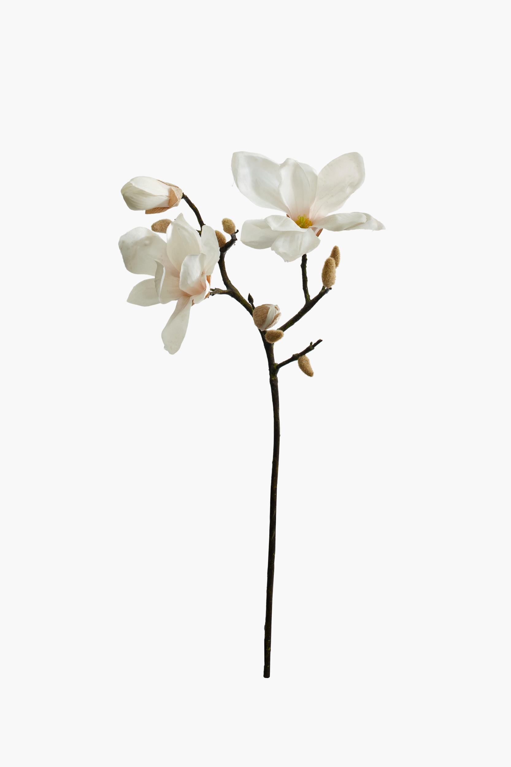 Short Branch Yulan Magnolia - Light Pink (Tube Stem)