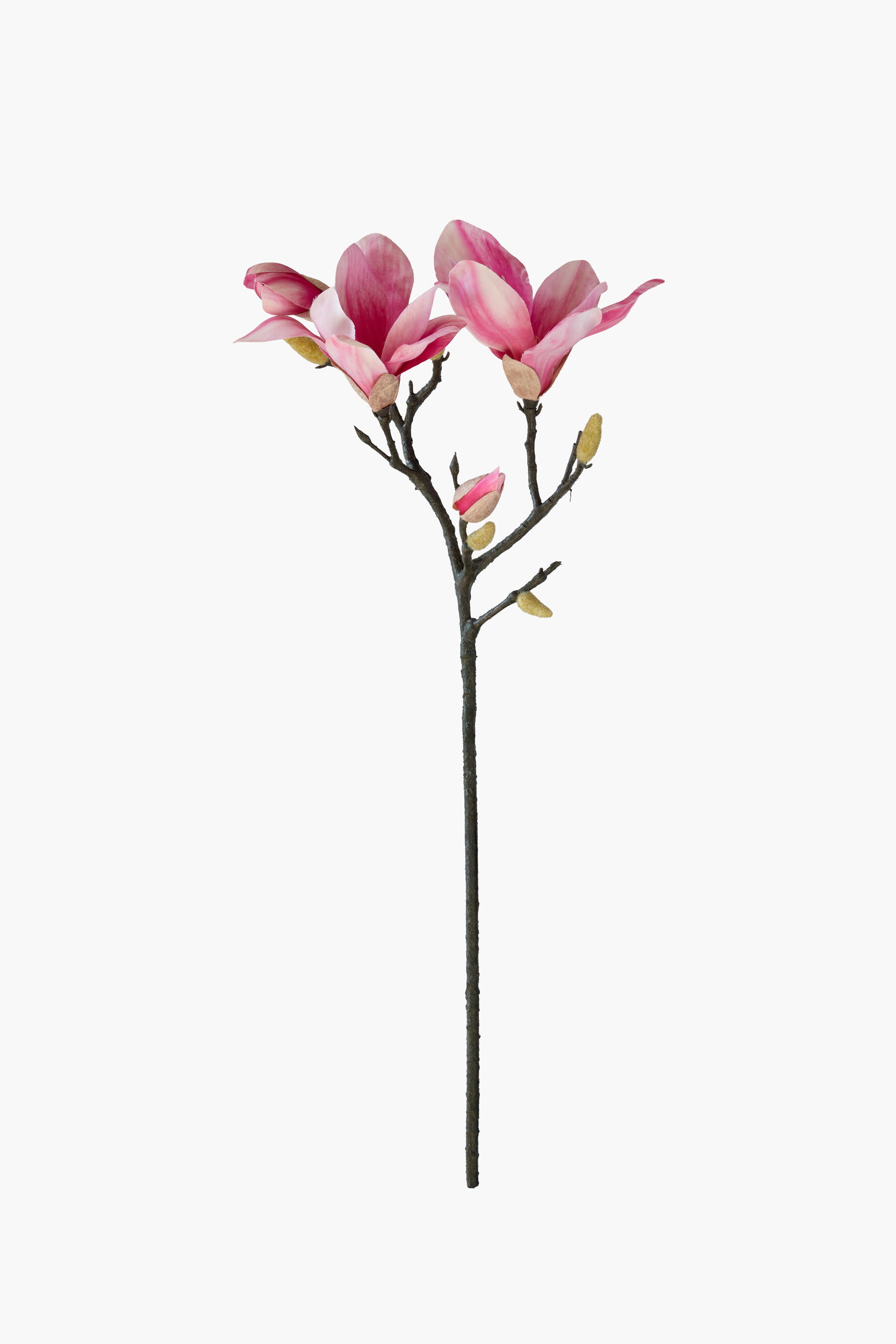 Short Branch Yulan Magnolia - Pink (Texture Printed, Tube Stem)