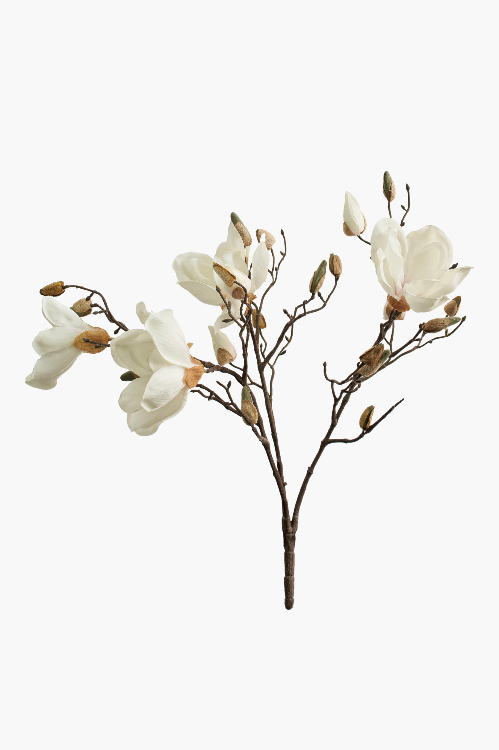 Short Branch Yulan Magnolia - Cream