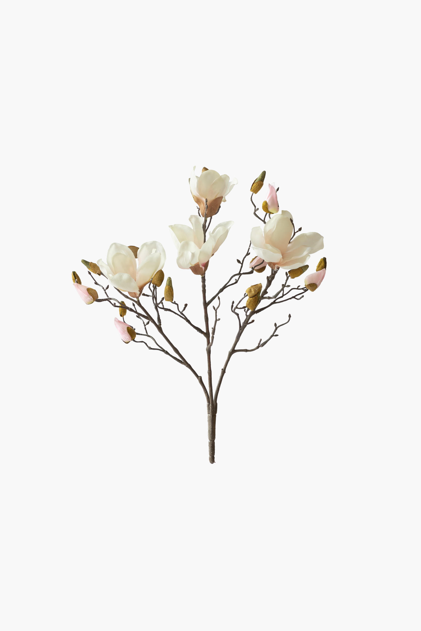 Short Branch Yulan Magnolia - Light Pink