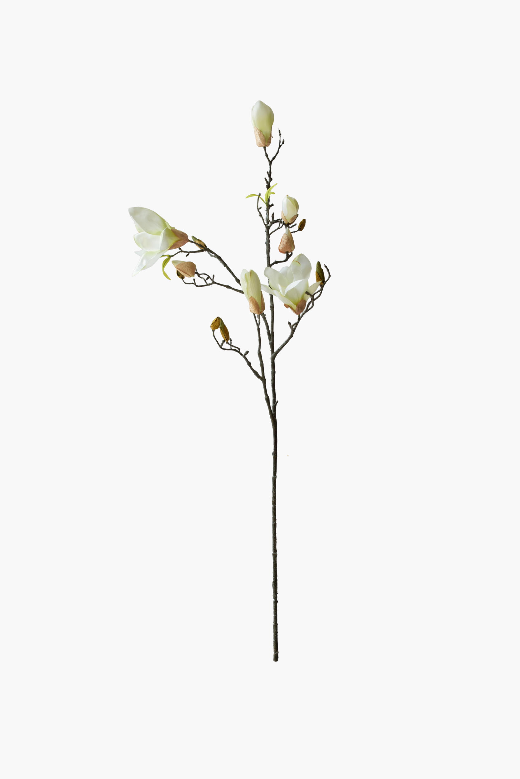 Medium Branch Yulan Magnolia - Light Green