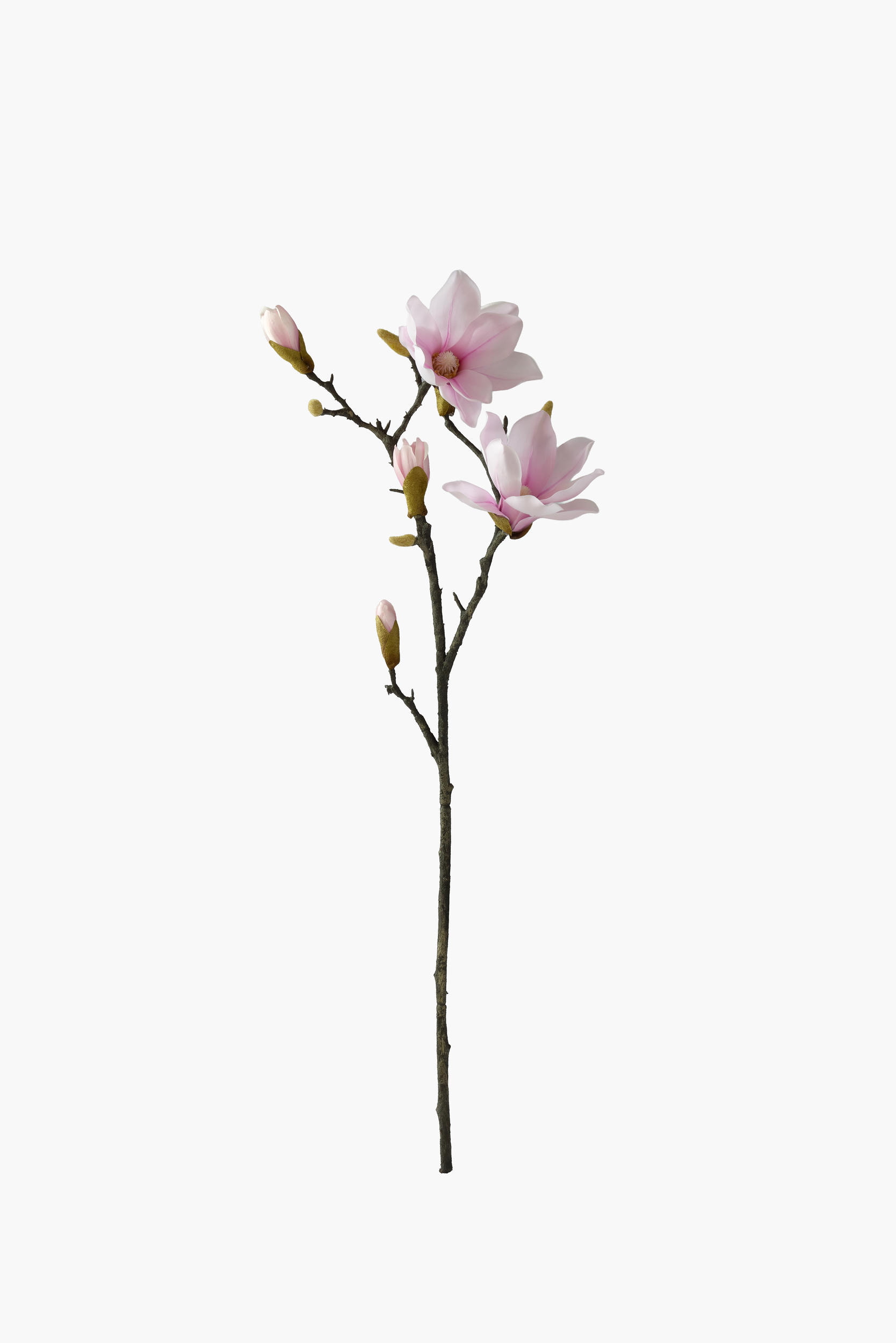 Medium Branch Yulan Magnolia - Lavender (Thick Stem)