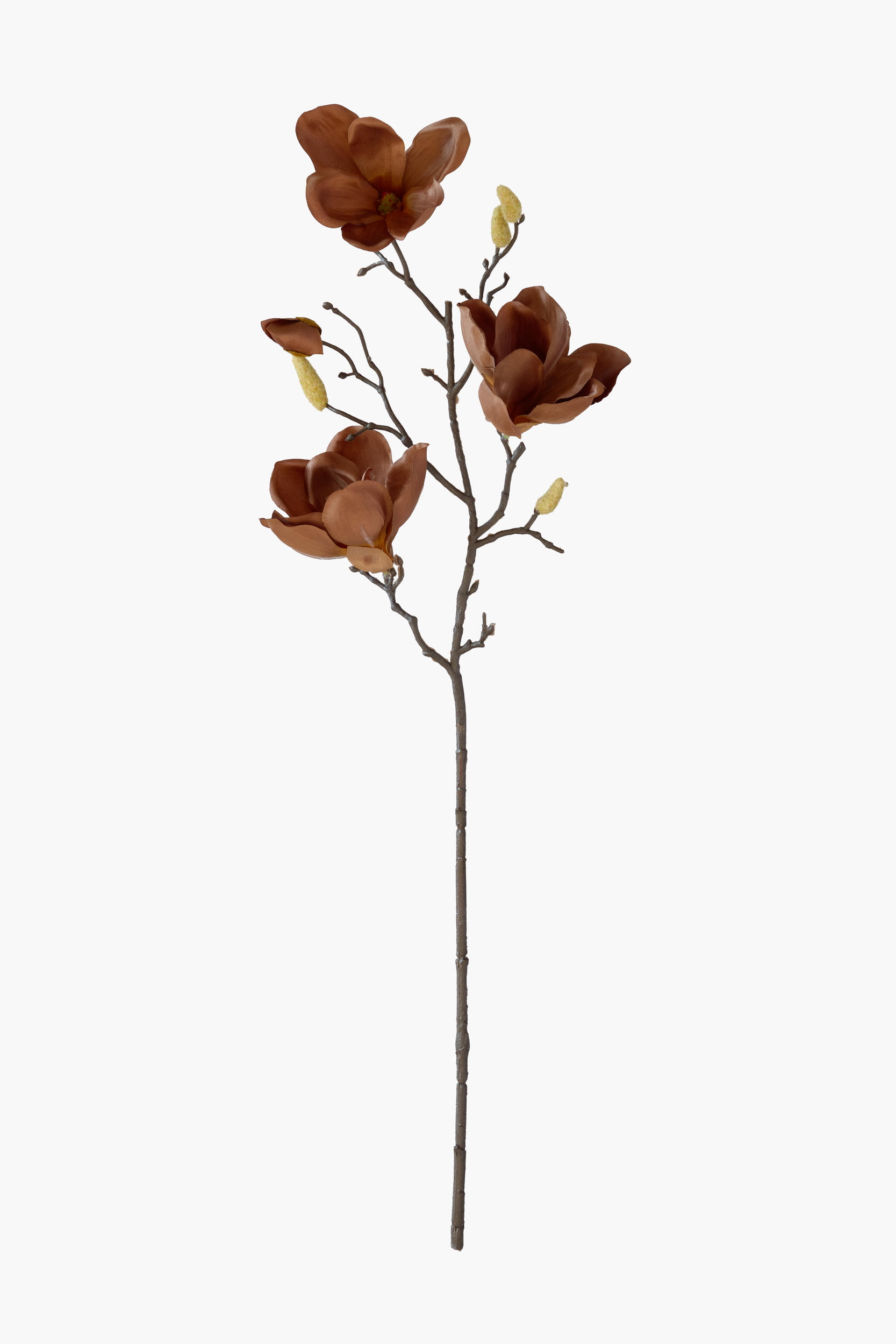 Medium Branch Yulan Magnolia - Brown