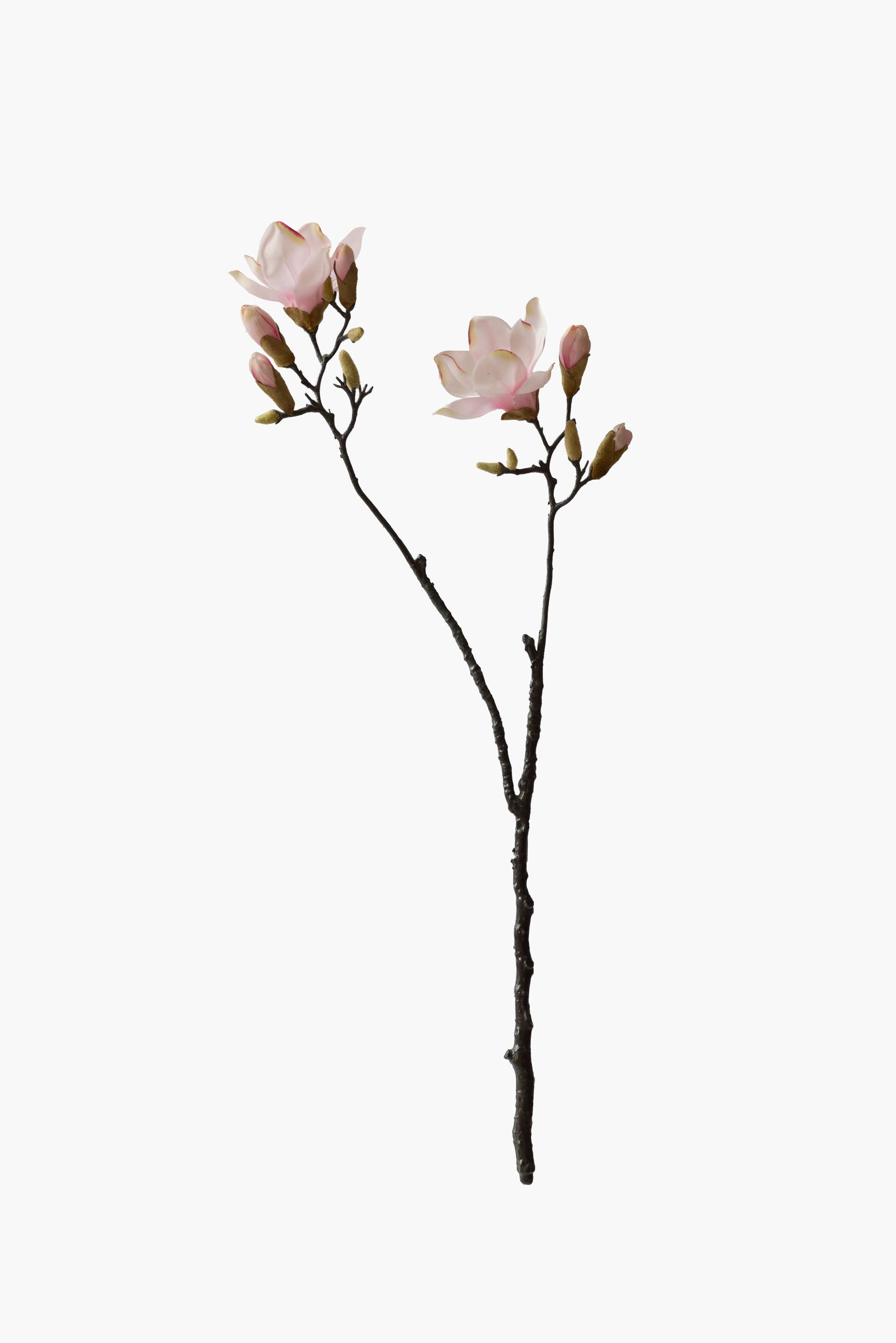 Large Branch Yulan Magnolia - Pink (Bifurcated)