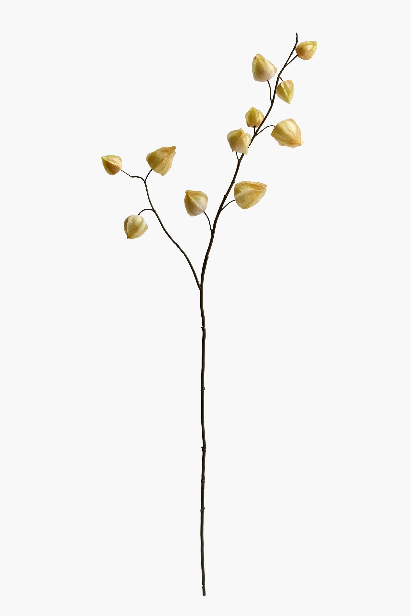 Medium Branch Physalis - Color 05