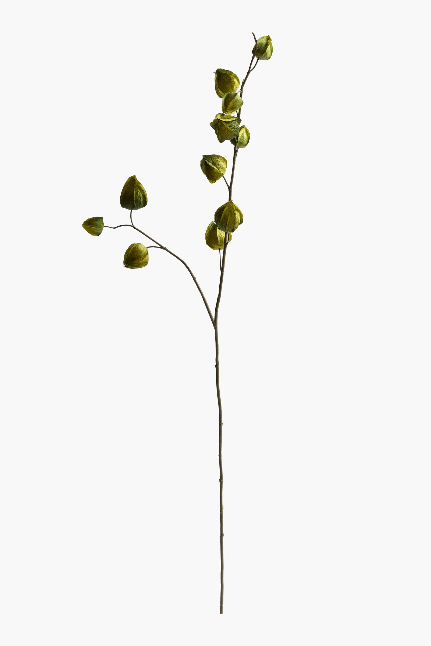 Medium Branch Physalis - Color 10