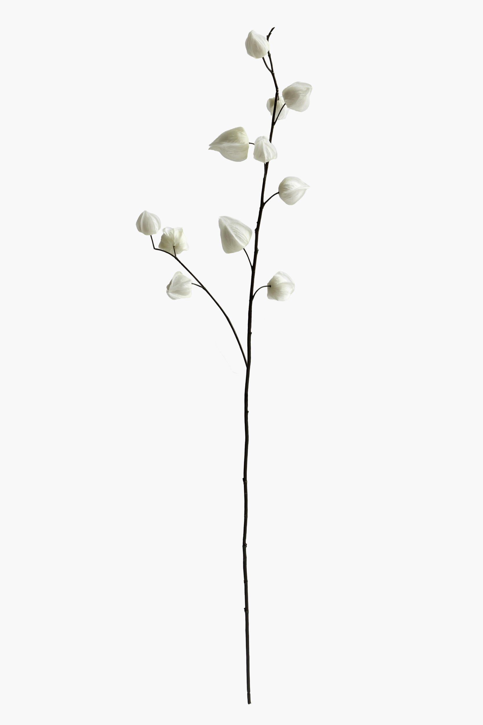 Medium Branch Physalis - Color 14