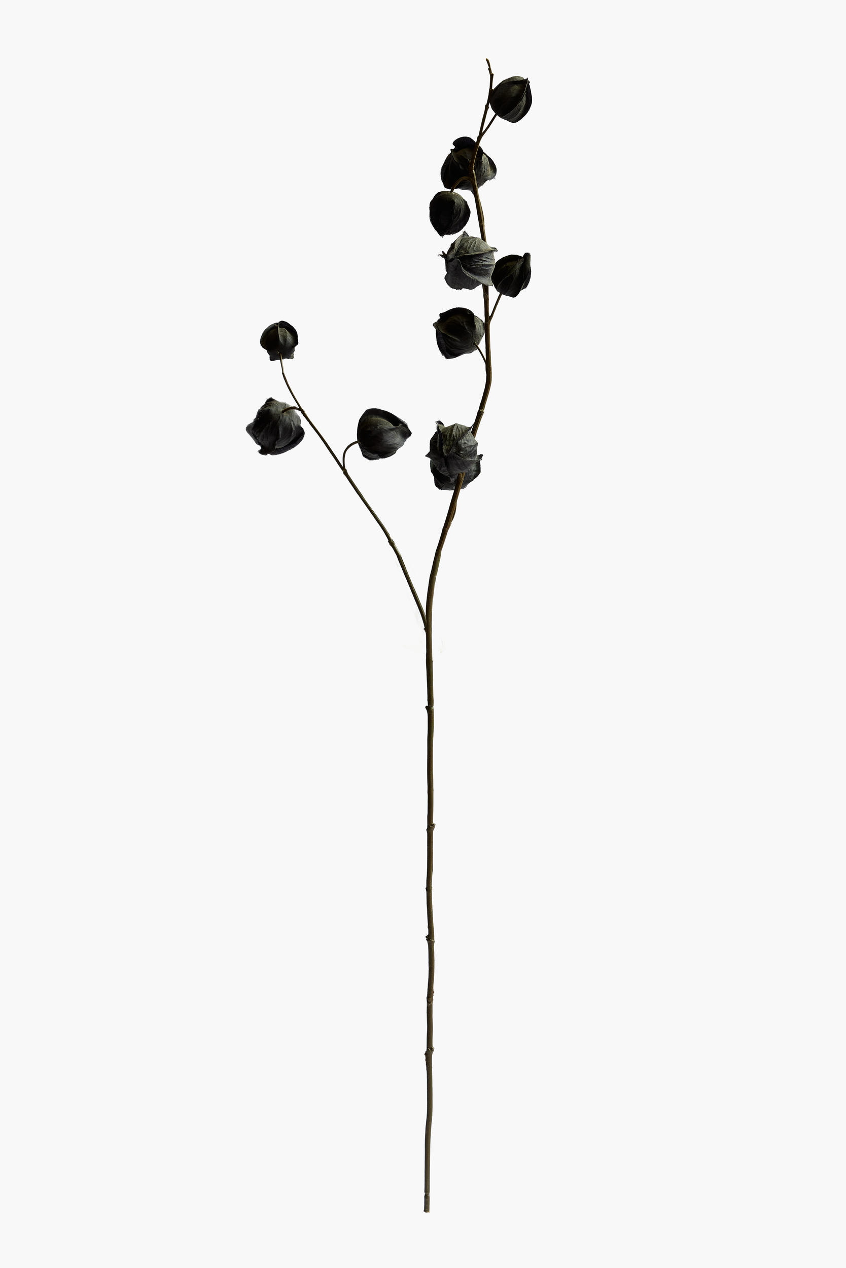 Medium Branch Physalis - Color 15