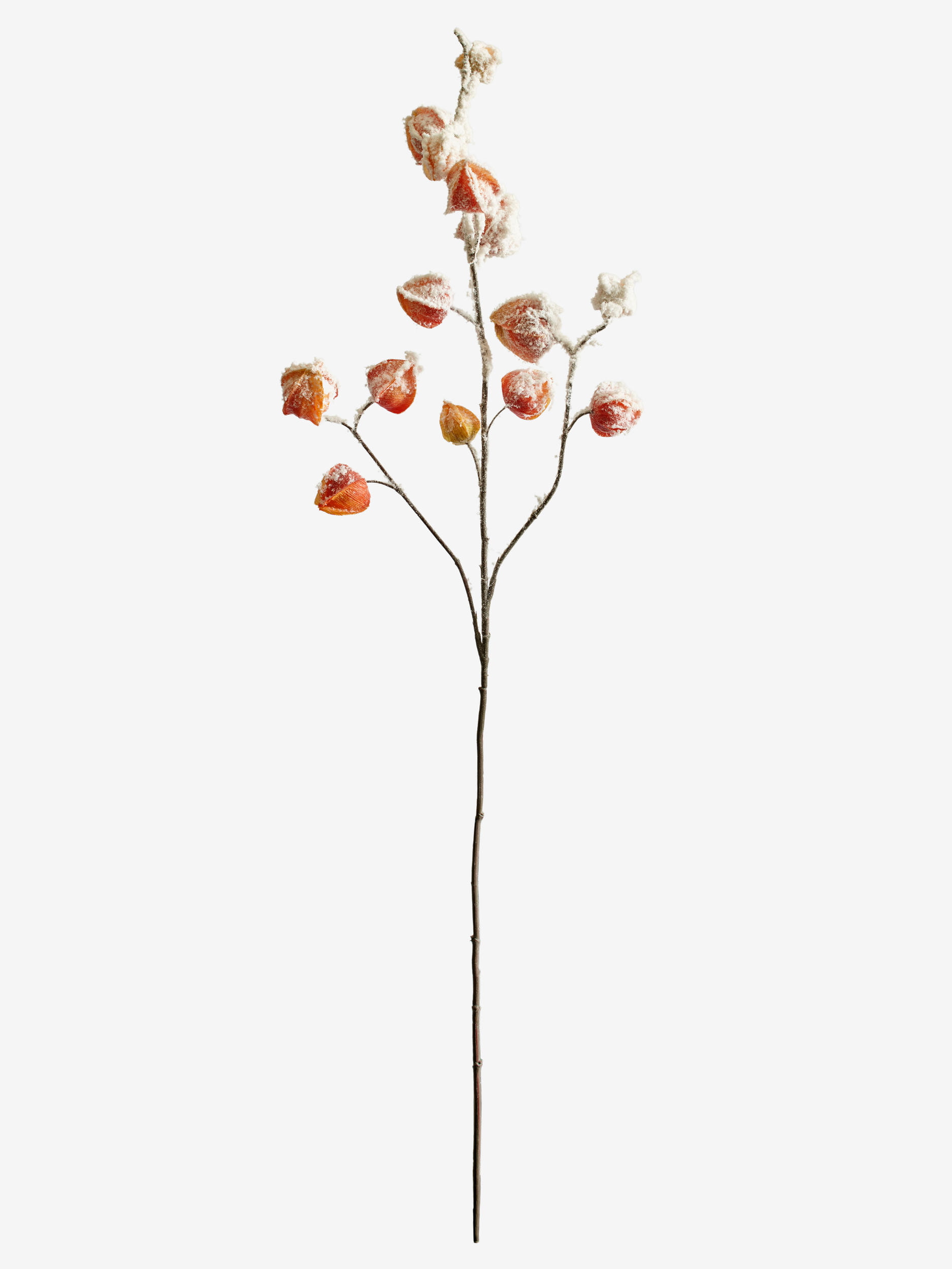 Large Branch Physalis - Color 08 (Snowed)