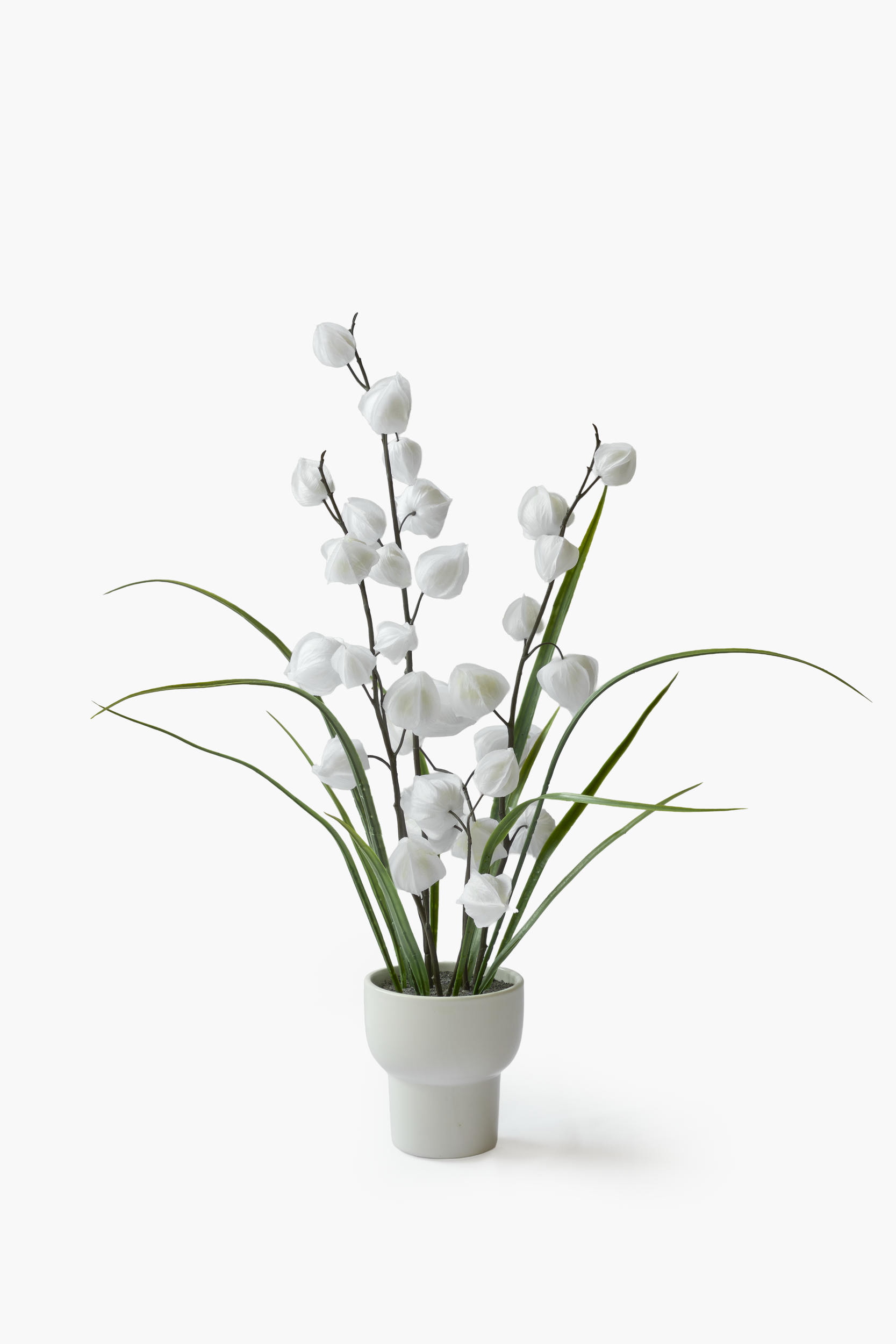 Physalis Collection - White