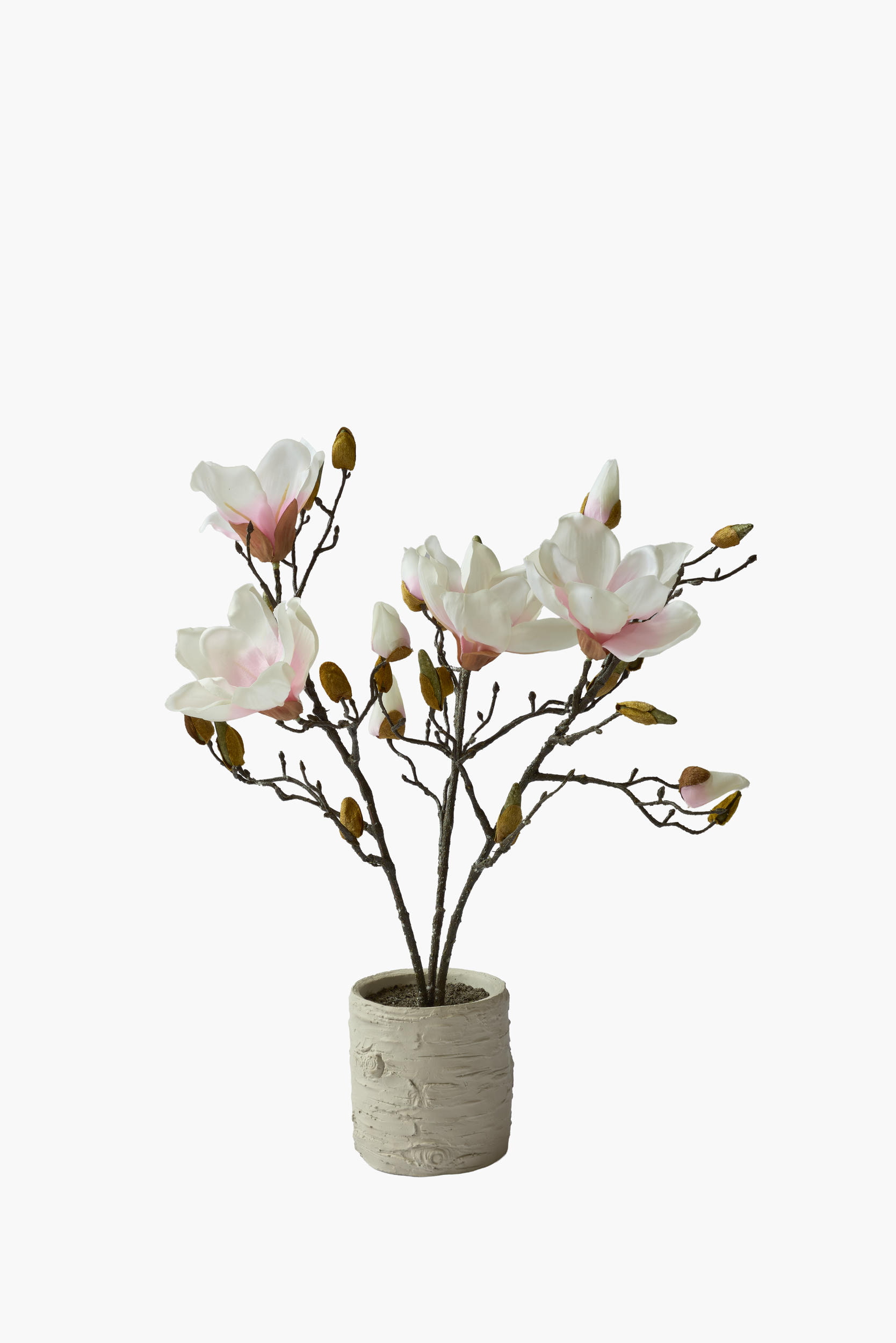 Short Branch Magnolia Potted - Pink