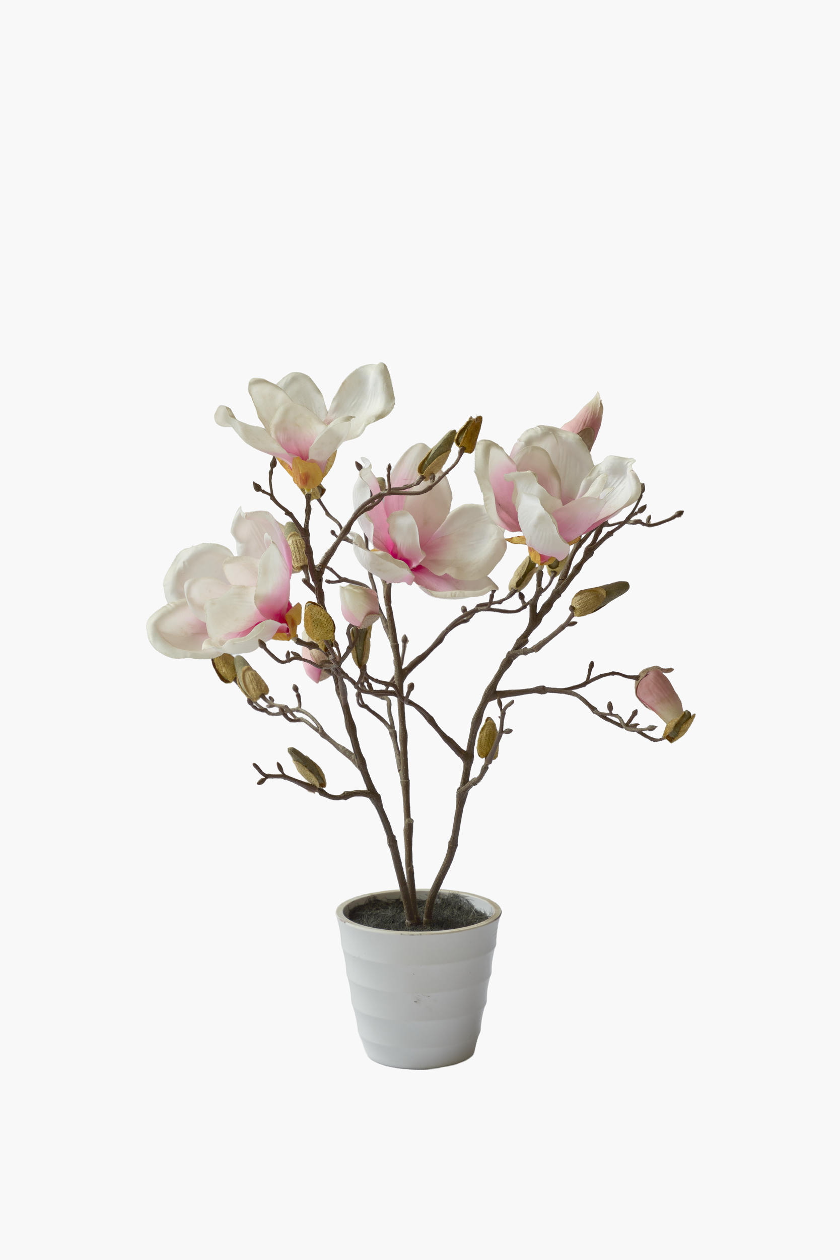 Short Branch Magnolia Potted - Pink