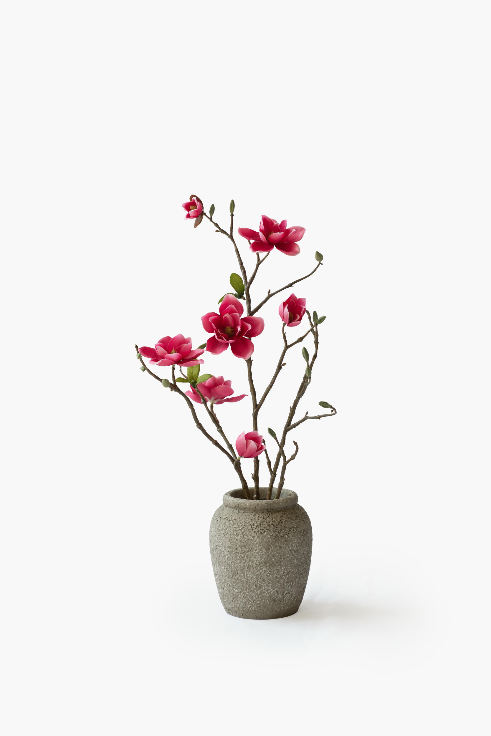 Southern Magnolia Potted - Red