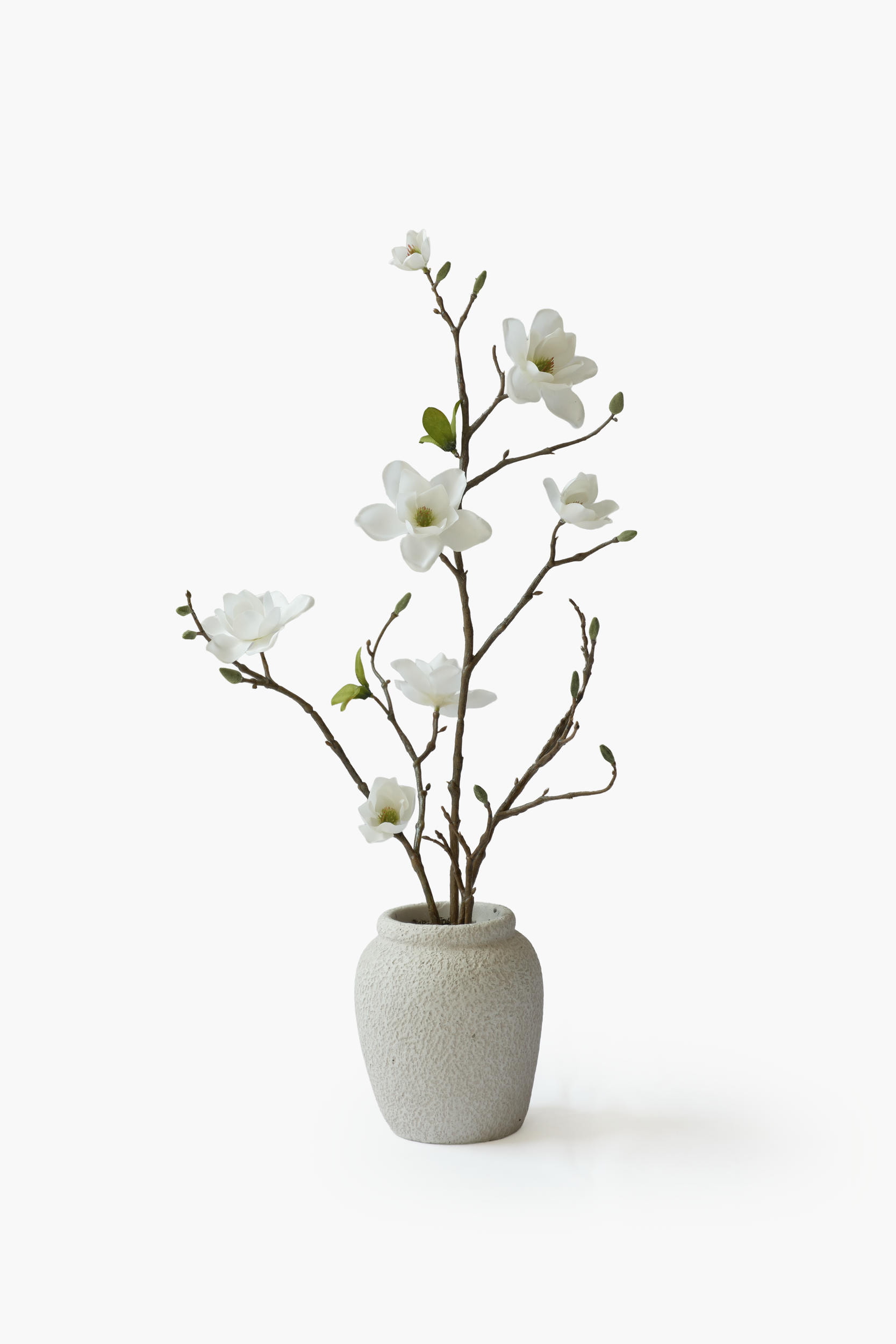 Southern Magnolia Potted - White