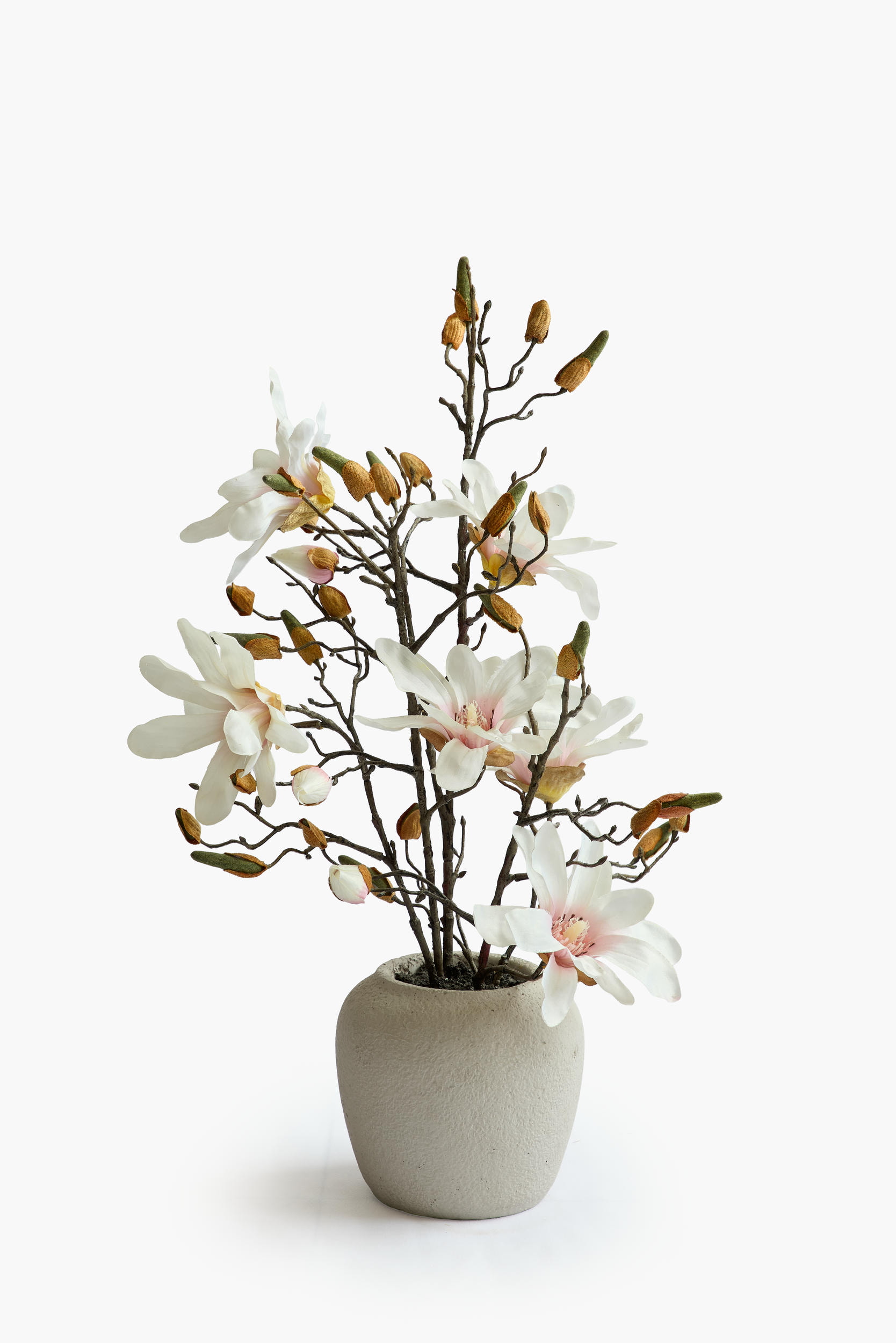 Star Magnolia Potted - Light Pink