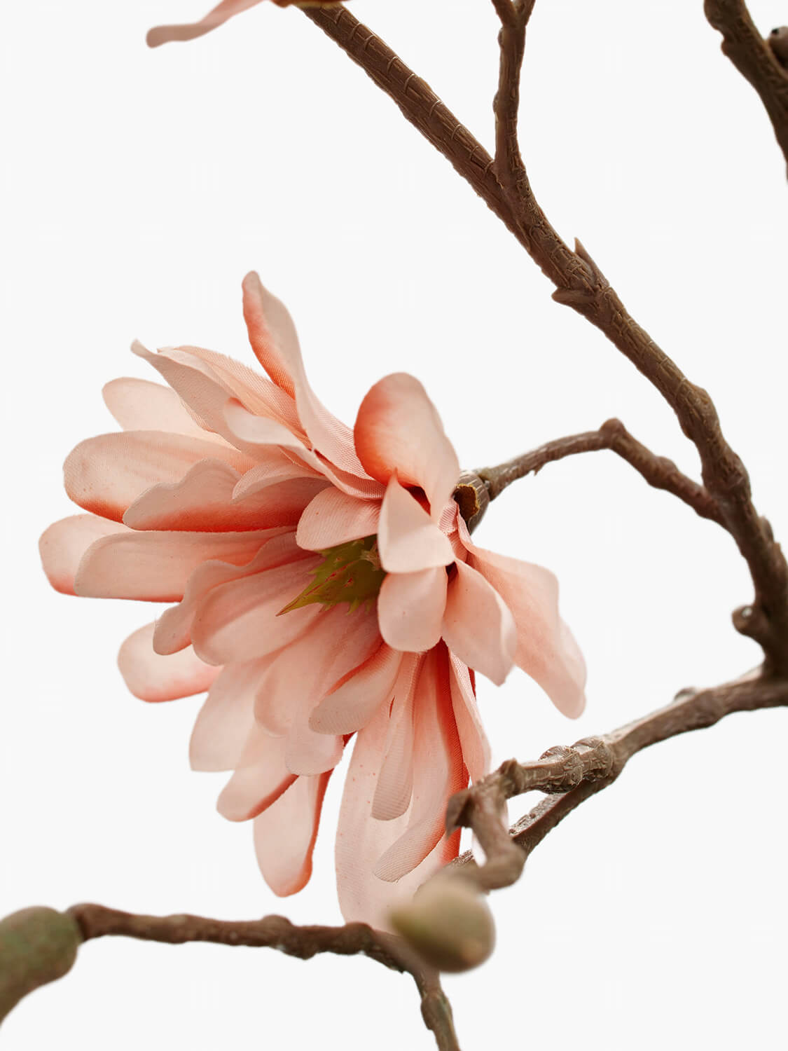 Star Magnolia